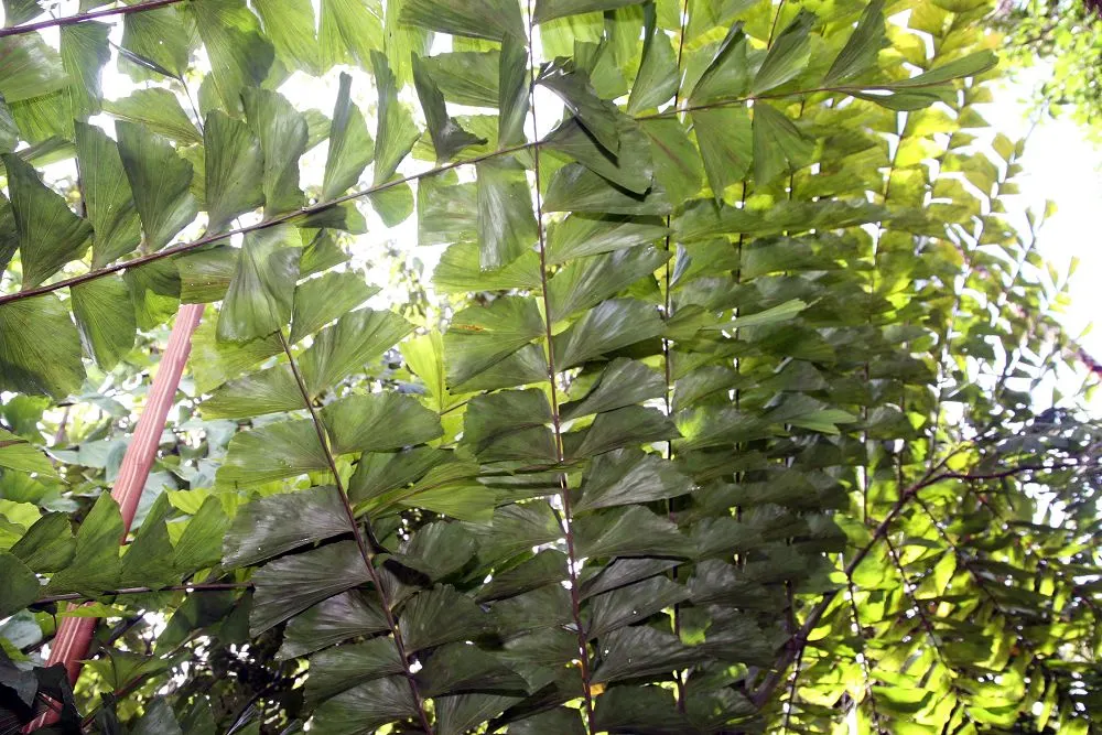 Giant Fishtail Palm (Caryota Gigas) — though it can be decades long
