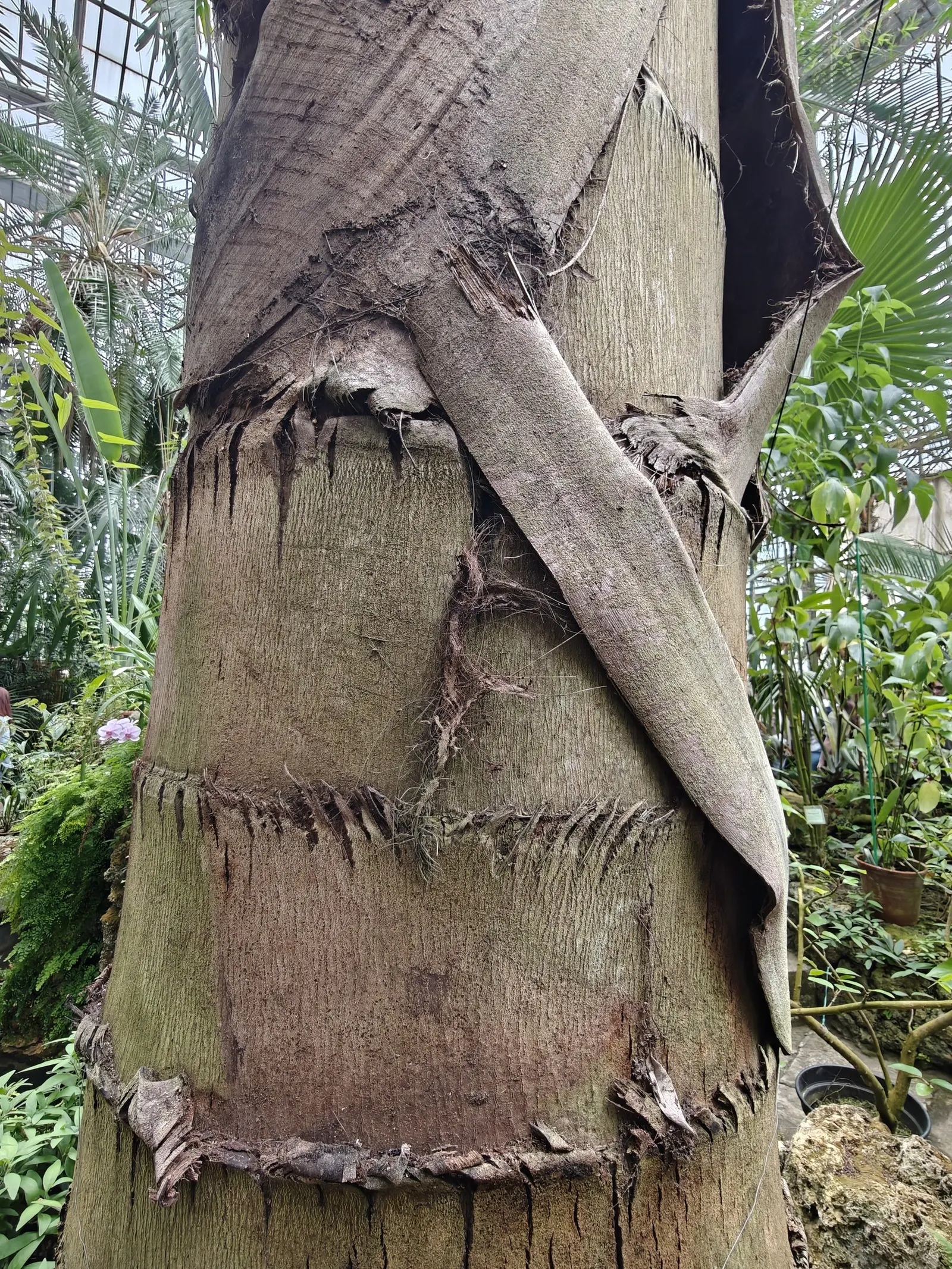 Giant Fishtail Palm (Caryota Gigas) — Its bipinnate leaves can extend 15 feet; each frond reaching an impressive length of 9 to 10 feet