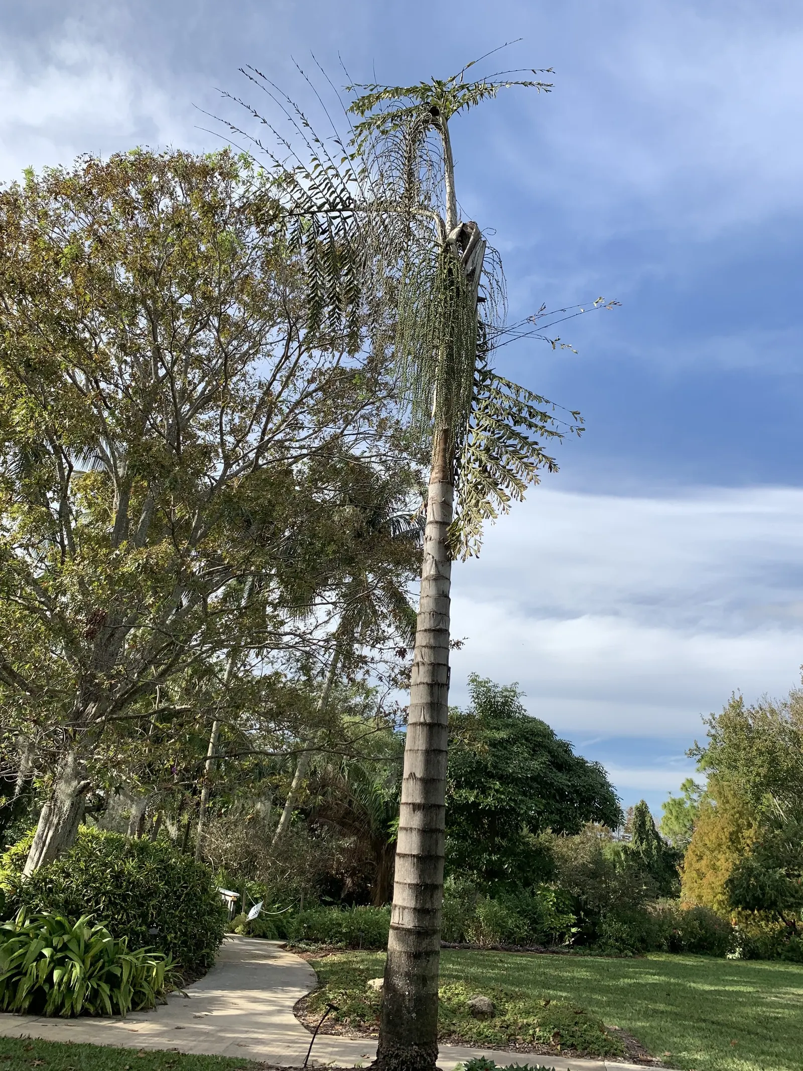 Giant Fishtail Palm (Caryota Gigas) — Mature palms can achieve a grand height up to 40 feet with a spread of around 20 to 25 feet