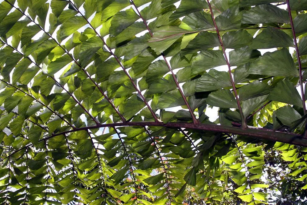 Giant Fishtail Palm (Caryota Gigas) — this palm is renowned for its unique fish tail-shaped leaves; making it an imposing and stately choice for large