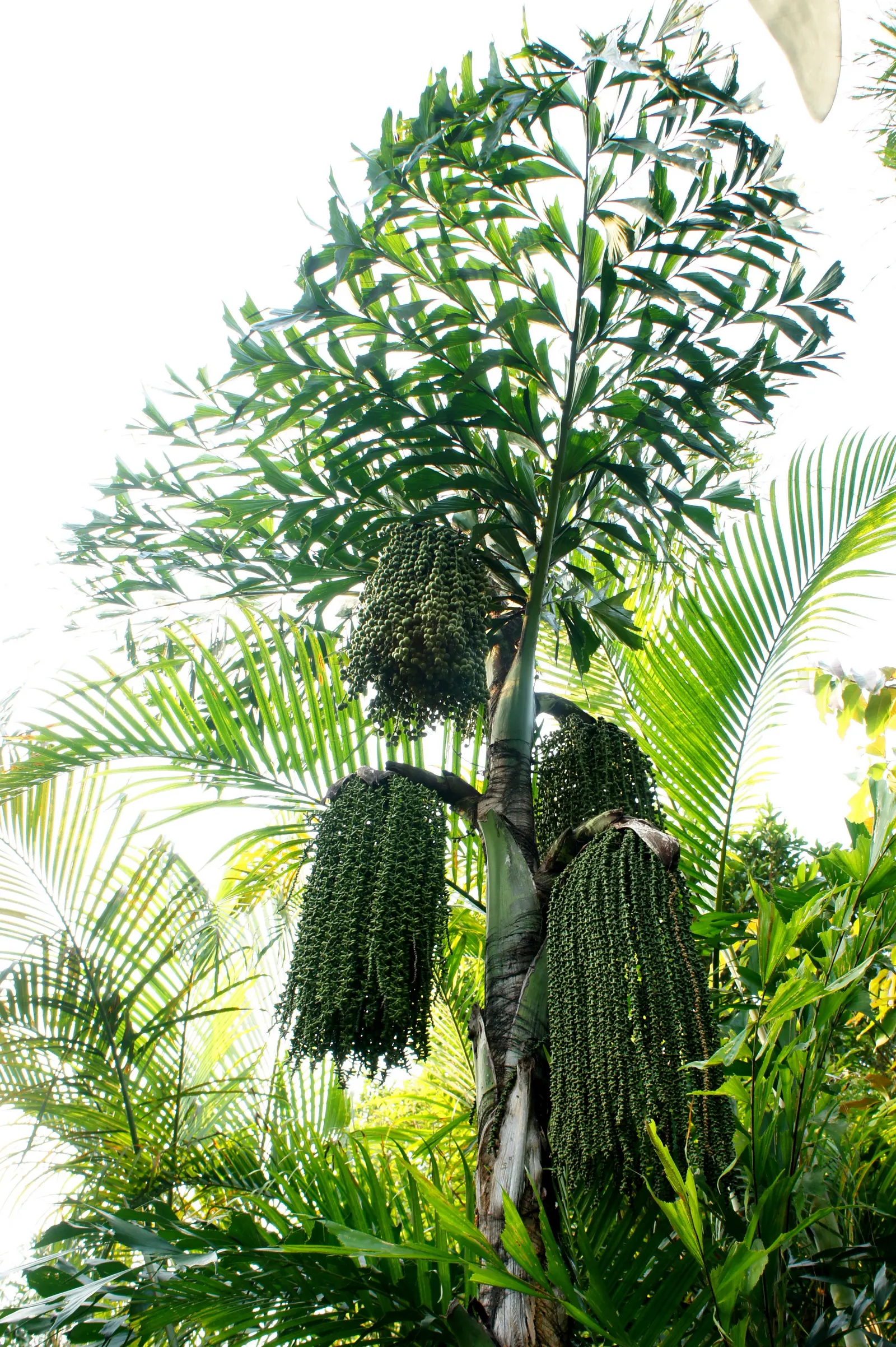 Giant Fishtail Palm (Caryota Gigas) — This palm makes a striking statement, image 32