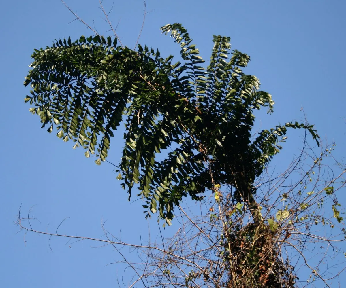 Giant Fishtail Palm (Caryota Gigas) — best suited for spacious landscapes due to its substantial size and spread