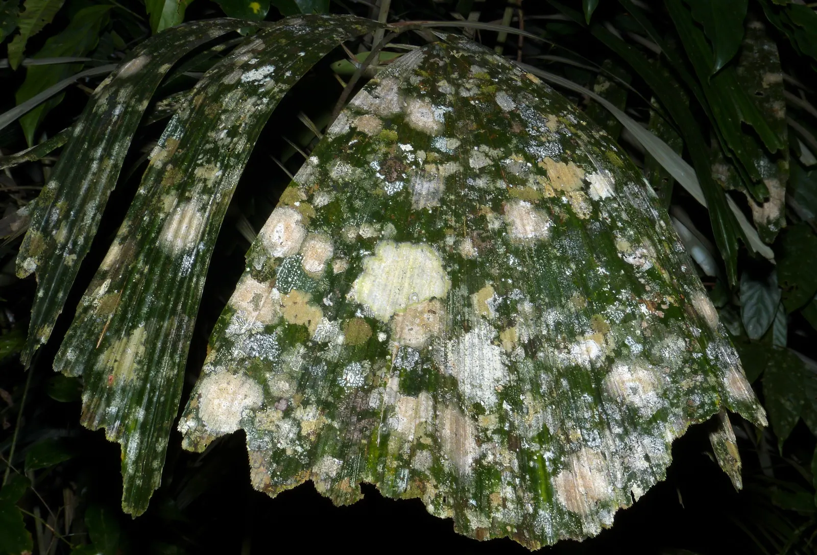 Giant Fishtail Palm (Caryota Gigas) — palm for full or half