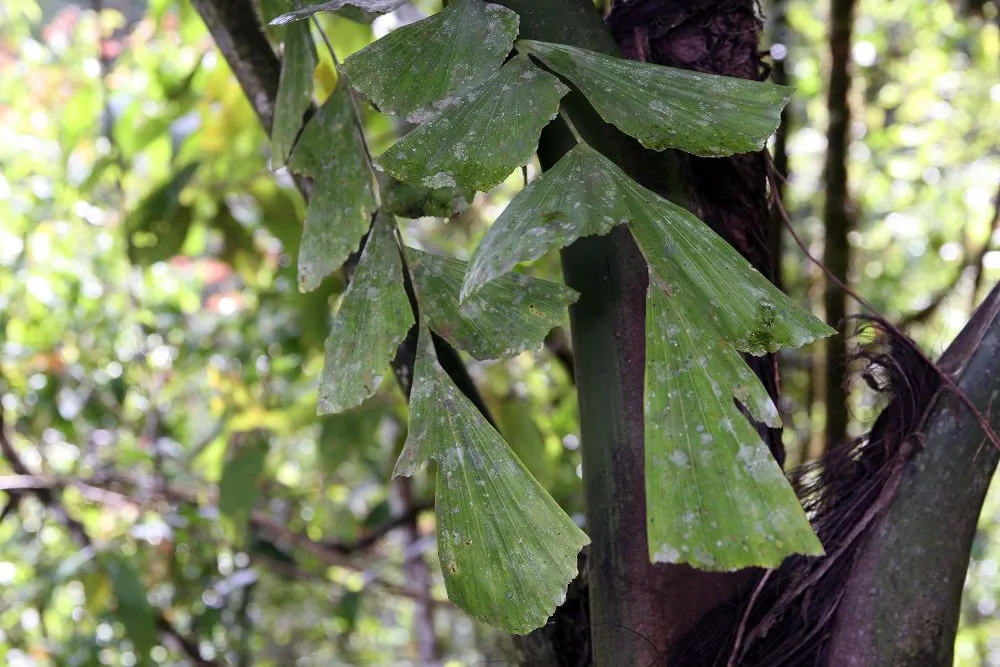 Giant Fishtail Palm (Caryota Gigas) — Originating from Southeast Asia