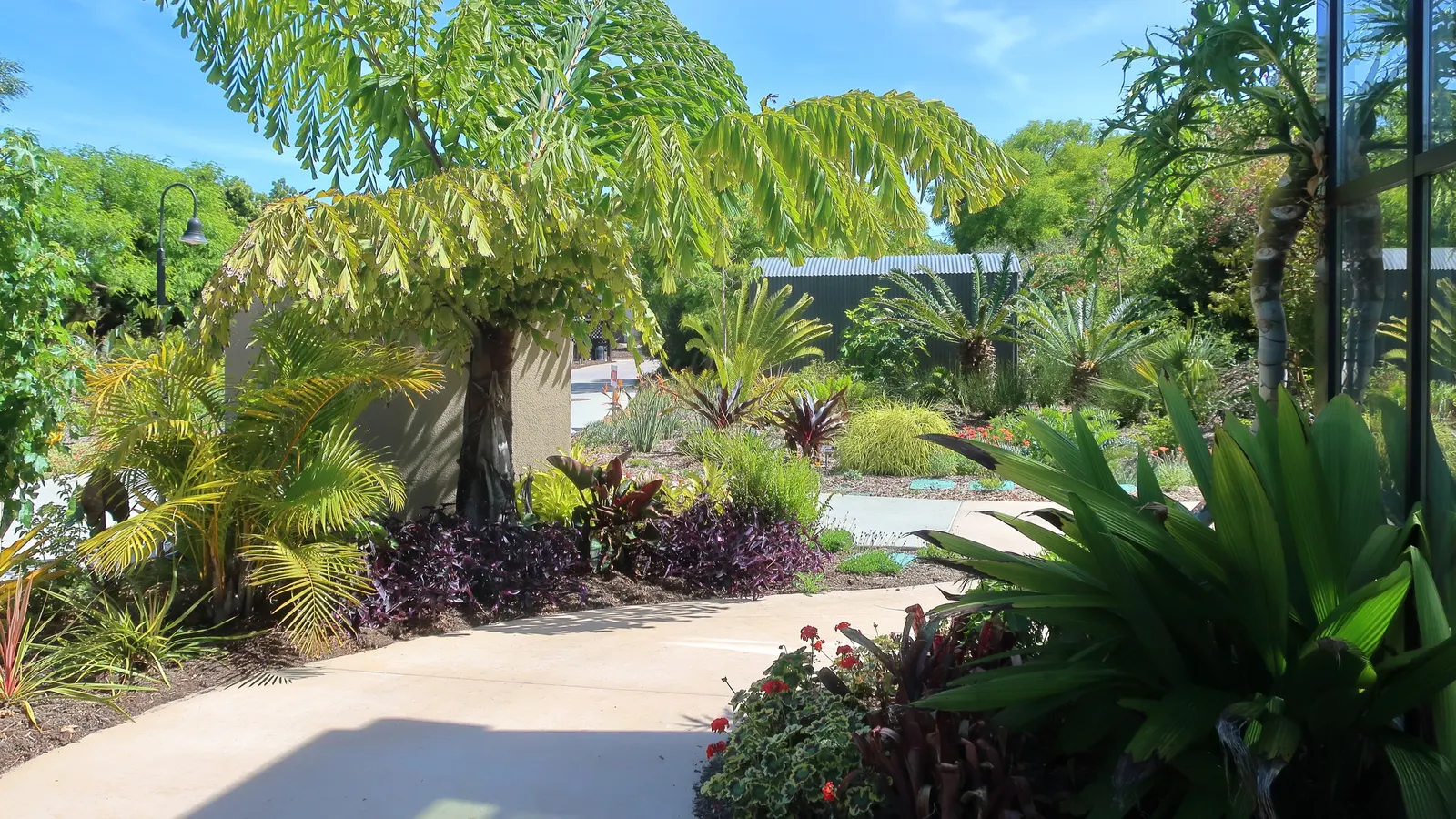 Giant Fishtail Palm (Caryota Gigas) — Originating from Southeast Asia; best suited for spacious landscapes due to its substantial size and spread