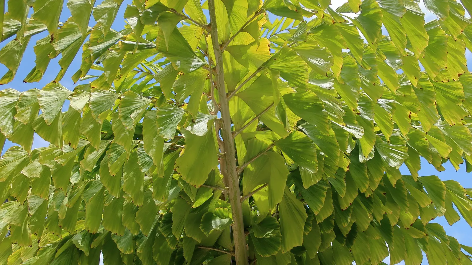 Giant Fishtail Palm (Caryota Gigas) — This palm makes a striking statement