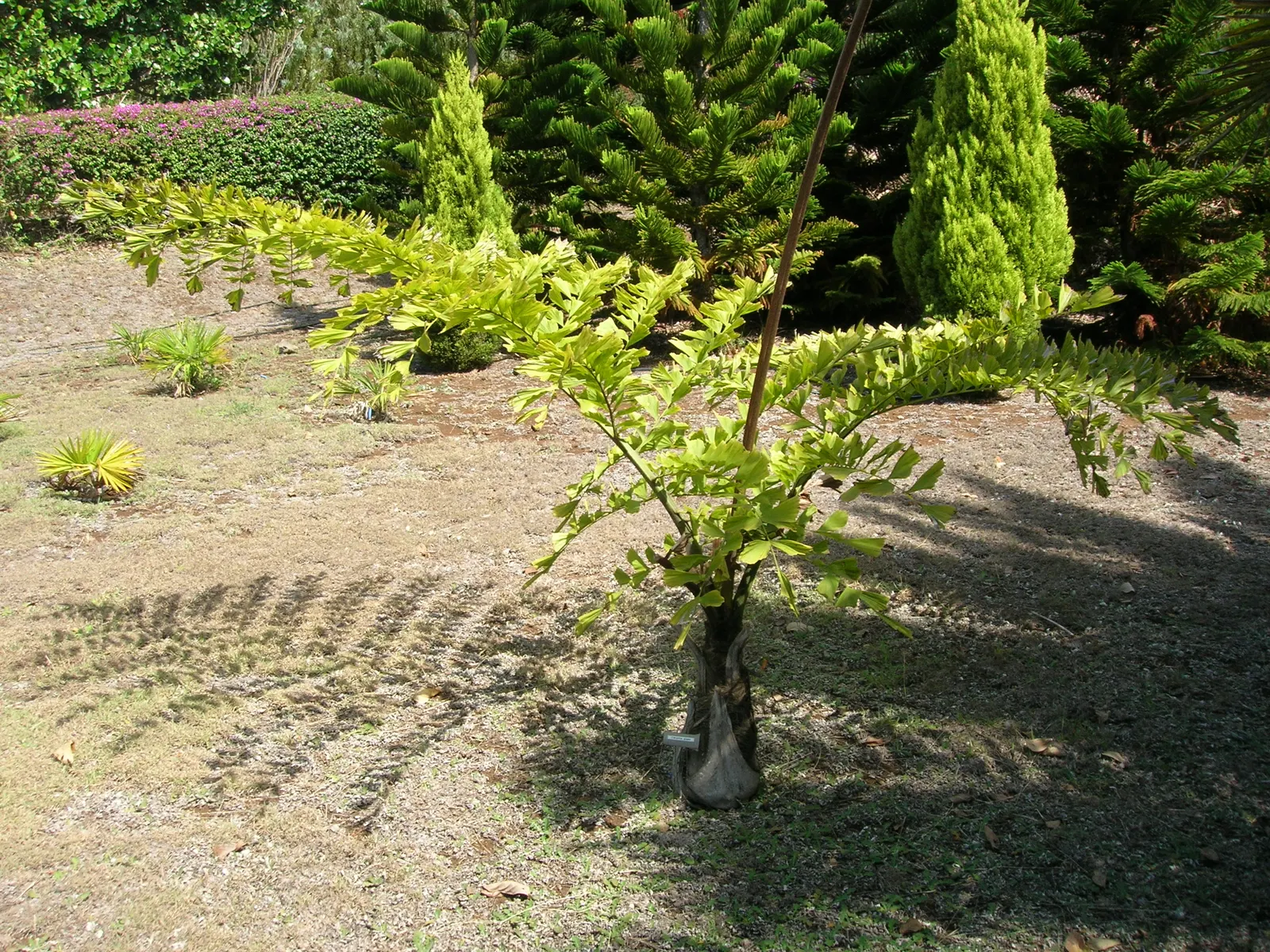 Giant Fishtail Palm (Caryota Gigas) — commonly referred to as the Giant Fishtail Palm