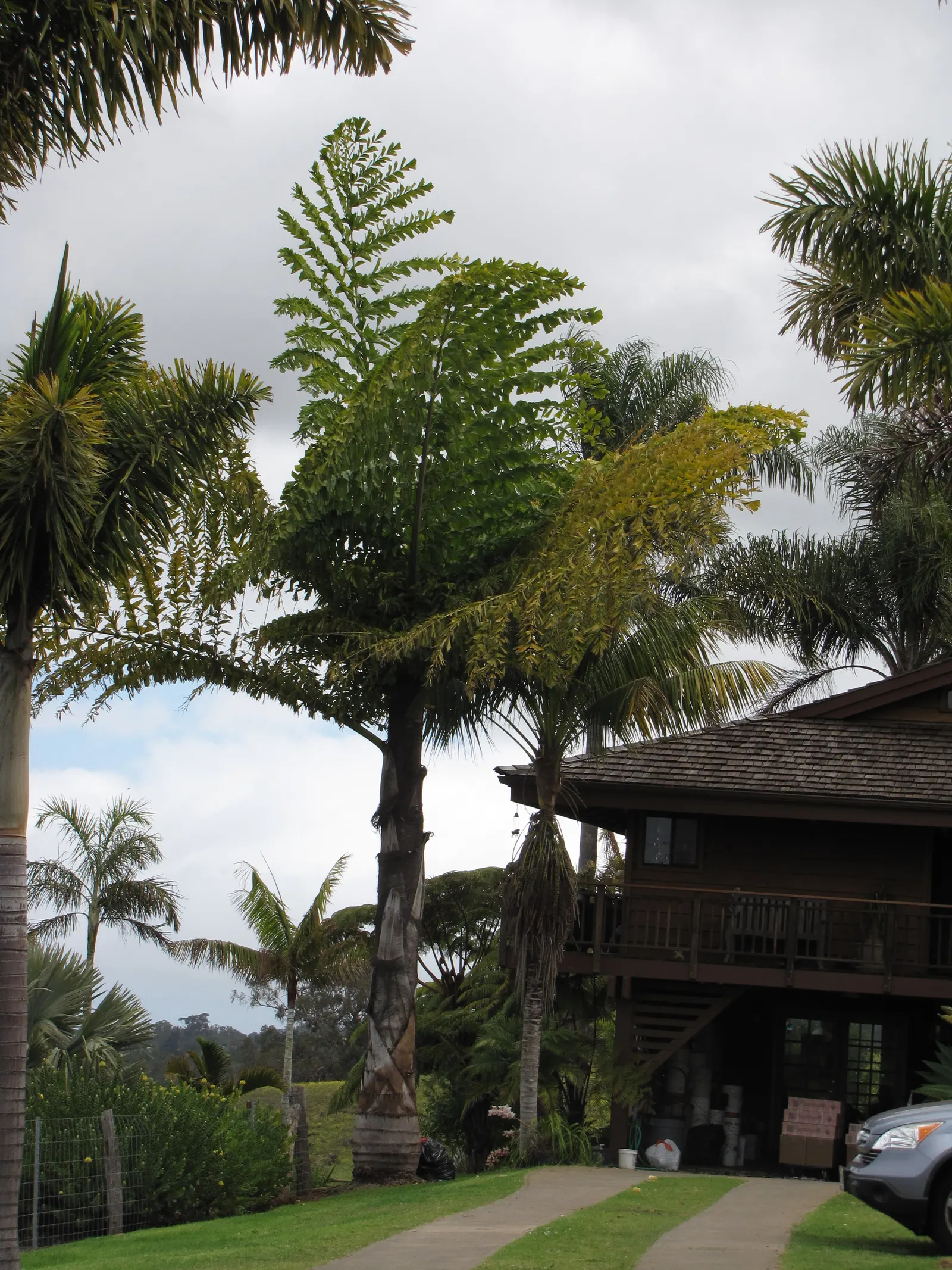 Giant Fishtail Palm (Caryota Gigas) — this palm is renowned for its unique fish tail-shaped leaves