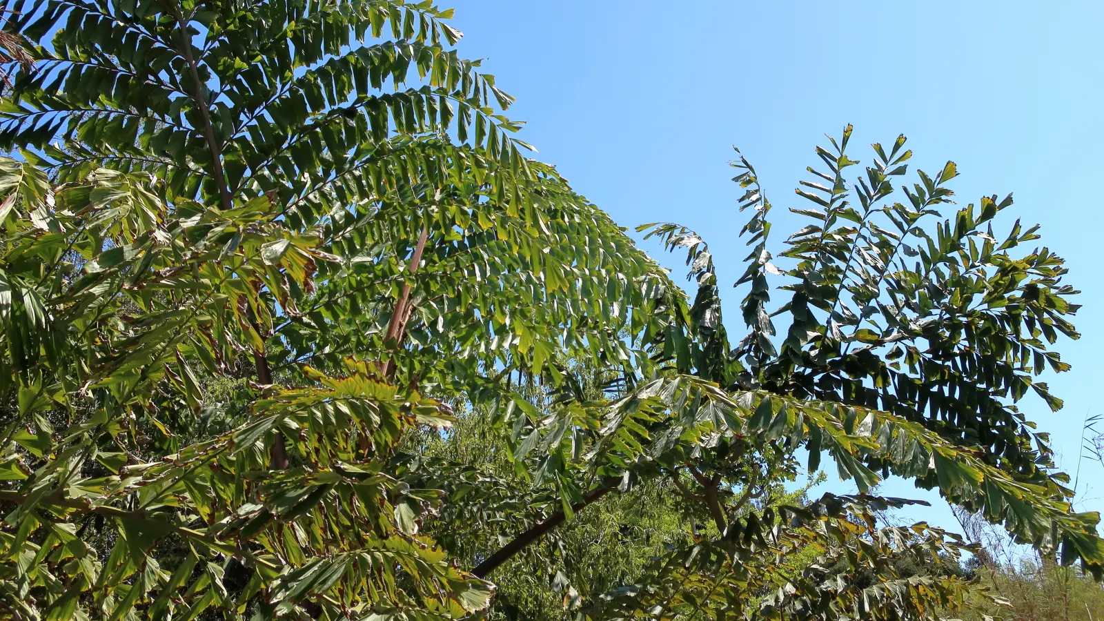 Giant Fishtail Palm (Caryota Gigas) — is finite and should be considered when planning the garden's long-term structure and succession planting