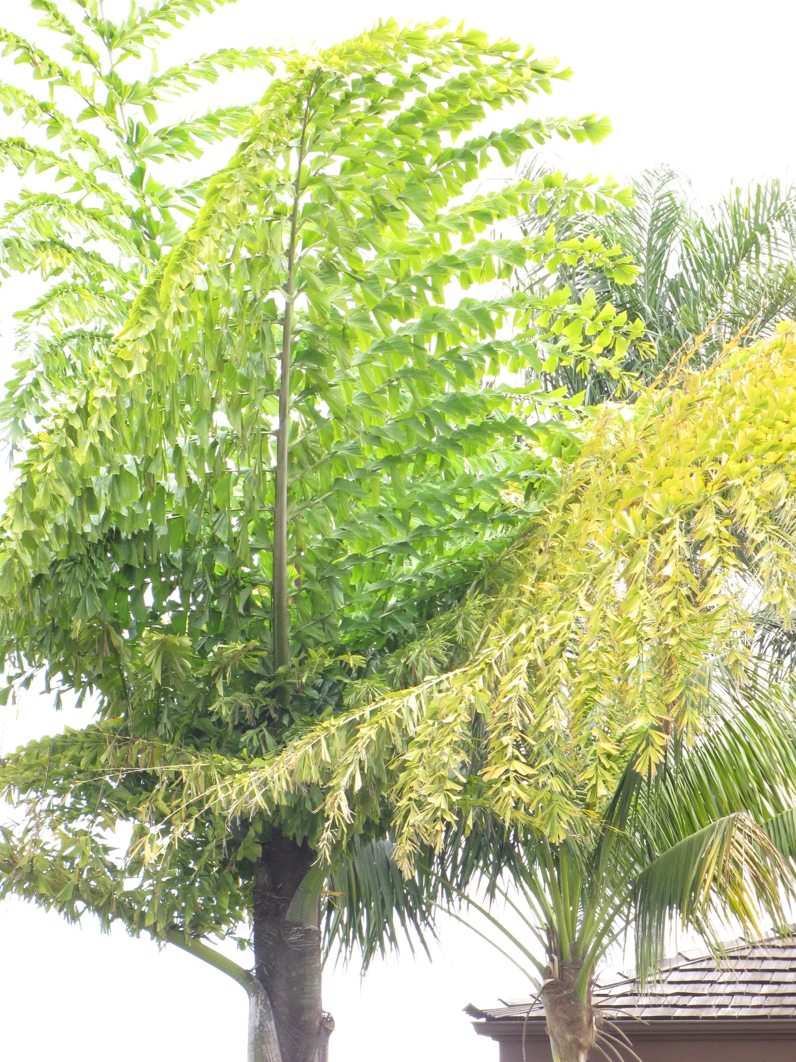Giant Fishtail Palm (Caryota Gigas) — It's capable of tolerating occasional cold dips down to around 30&deg;F