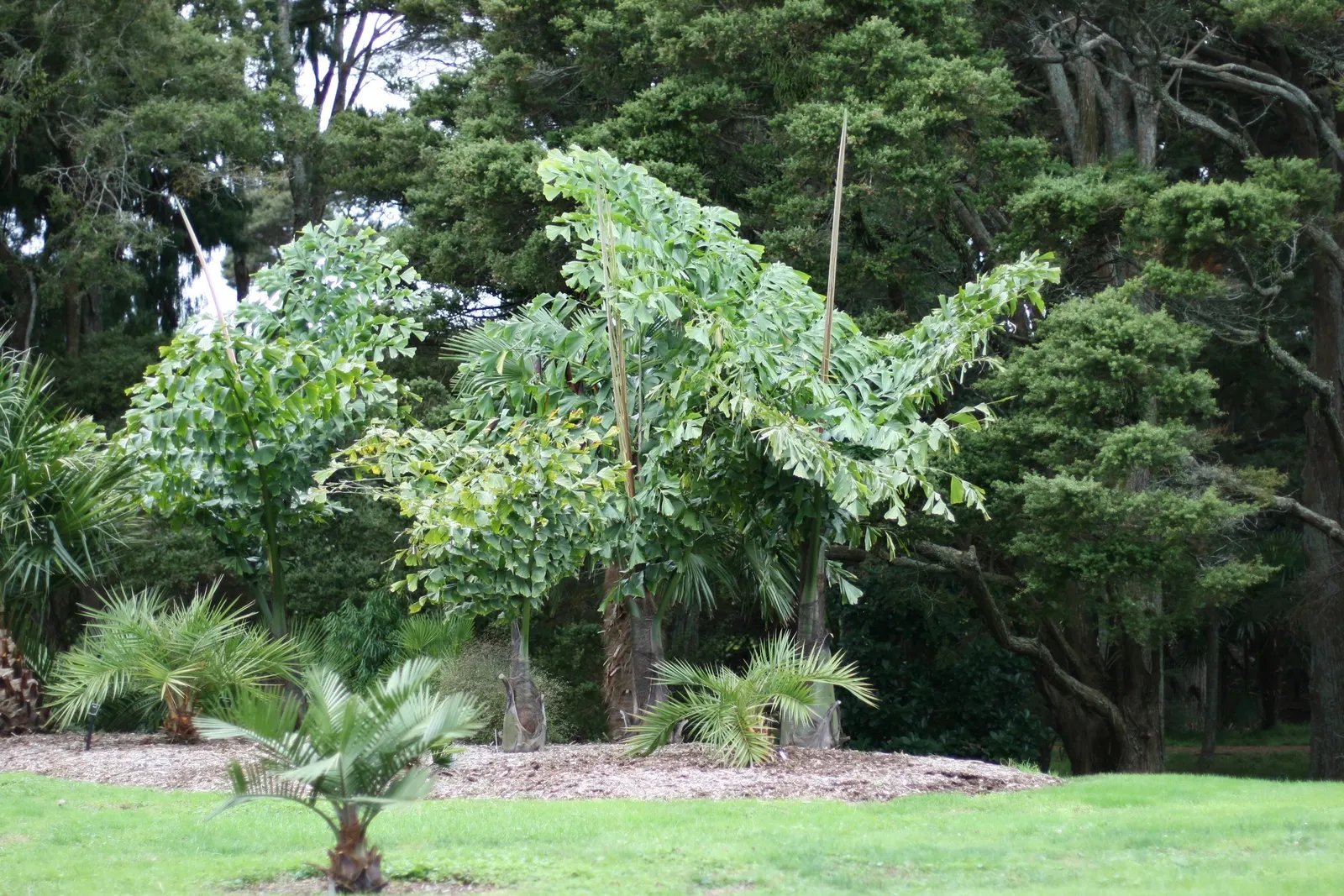 Giant Fishtail Palm (Caryota Gigas) — and it showcases a rapid growth rate under sufficient moisture; it should be noted that the Giant Fishtail Palm's life