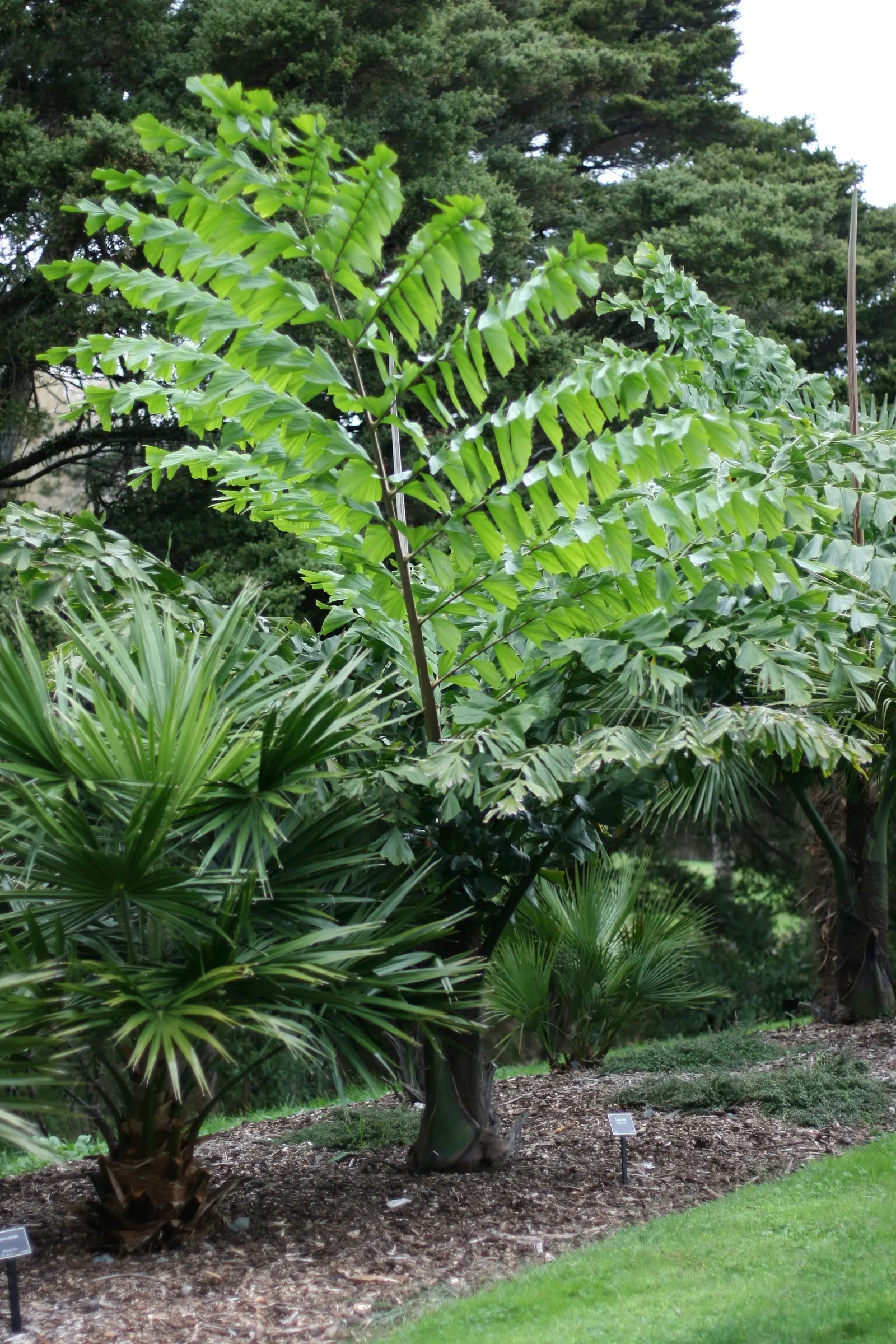 Giant Fishtail Palm (Caryota Gigas) — is a regal tropical feature reaching up to 40 feet tall and 15 feet wide; thriving in USDA zones 9b-11, it prefers