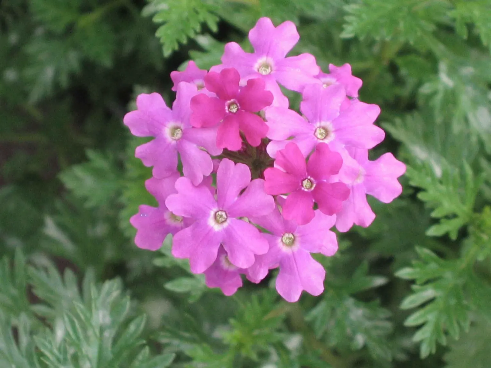 Moss Verbena (Verbena Tenuisecta) — Its cascading nature is perfect for softening hard edges