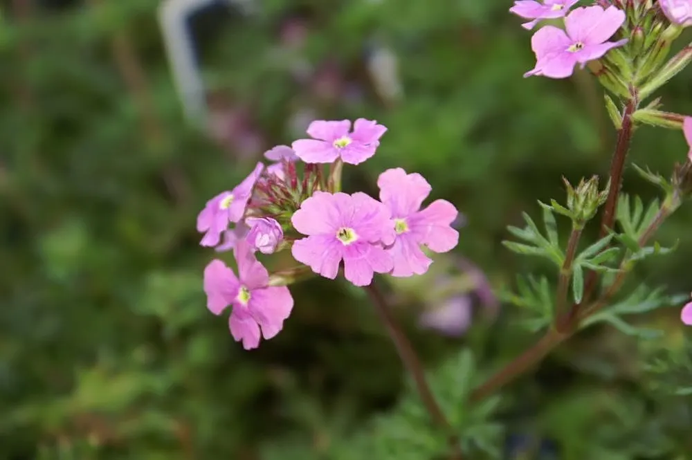 Moss Verbena (Verbena Tenuisecta) — or as part of a rock garden