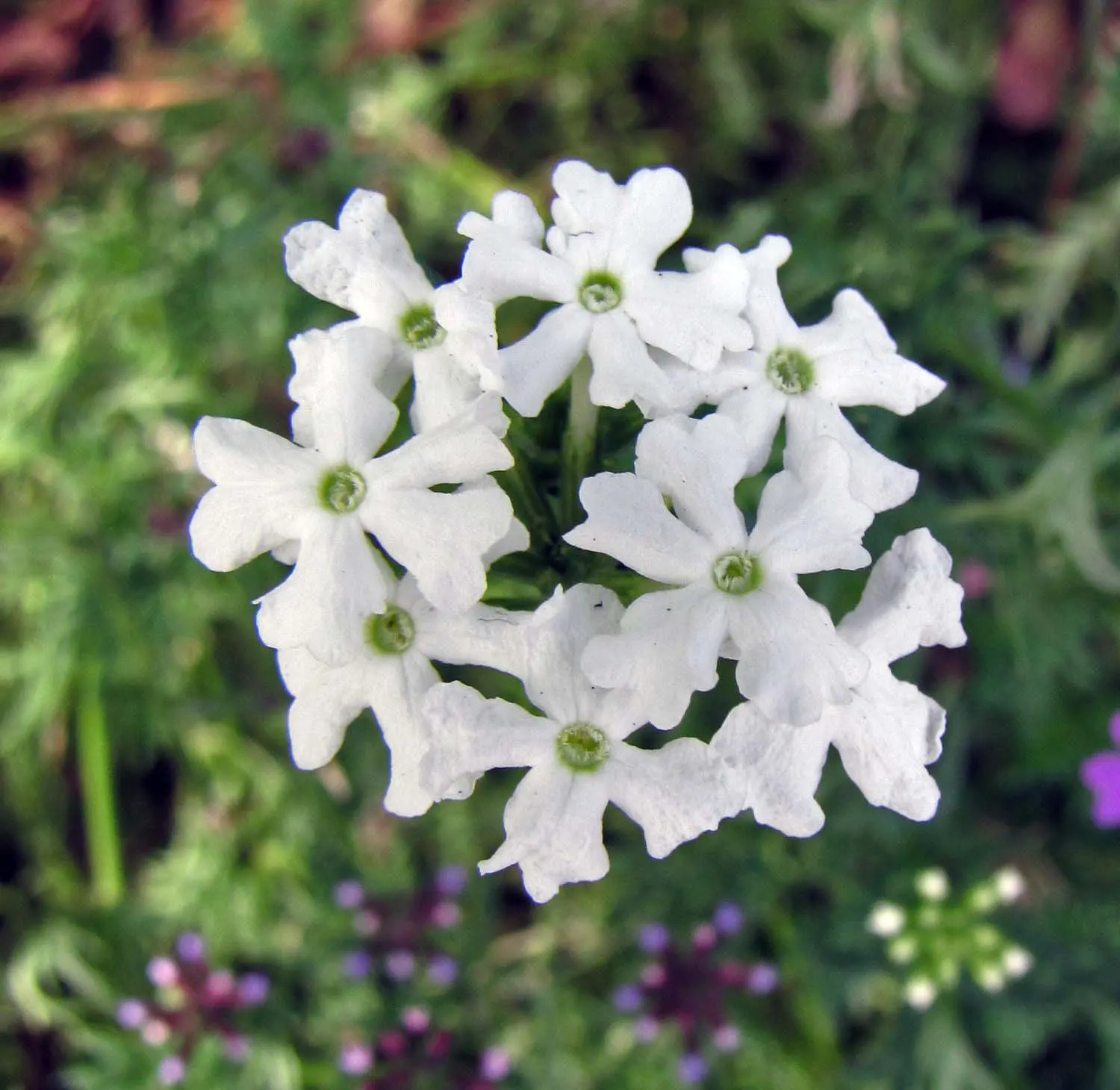 Moss Verbena (Verbena Tenuisecta) — Whether used as a vibrant ground cover