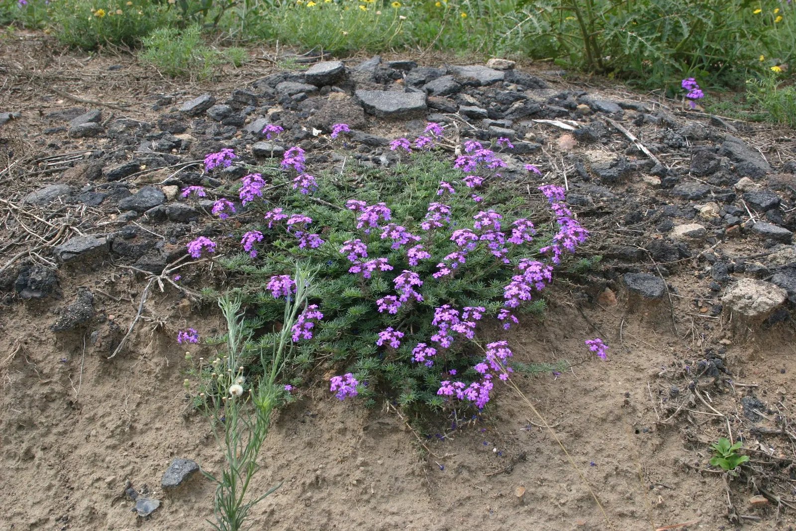 Moss Verbena (Verbena Tenuisecta) — It bears showy clusters of purple blooms spanning 3 inches across, continuously from late spring to frost