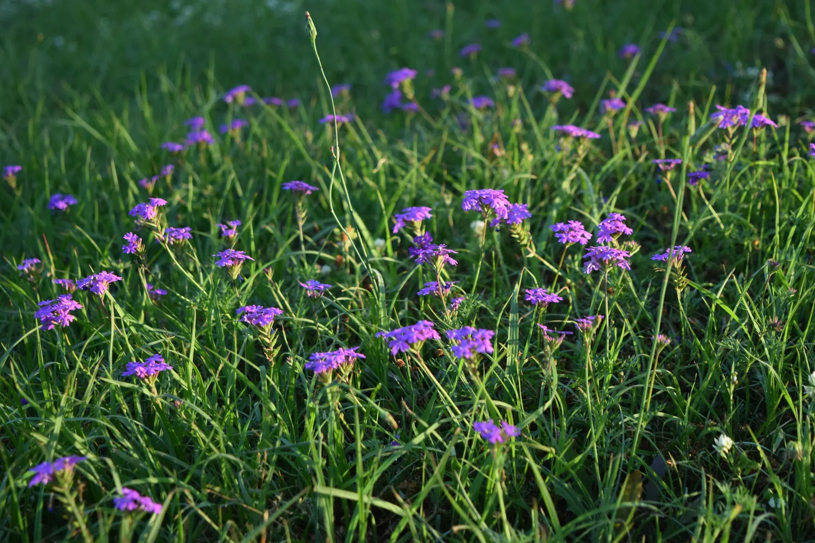 Moss Verbena (Verbena Tenuisecta) — textured carpet of greenery.<br><br>During the warmer months