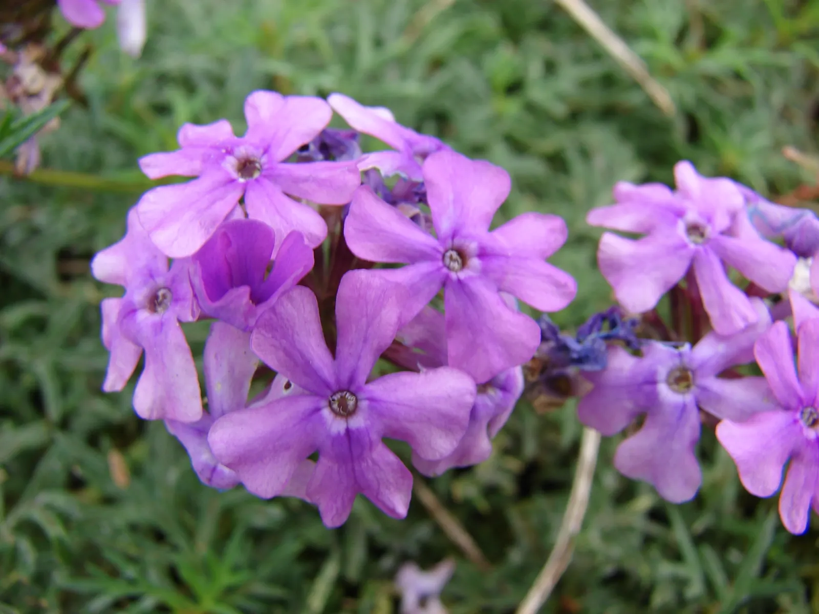 Moss Verbena (Verbena Tenuisecta) — adding ecological value to your garden.<br><br>Ideal for full sun locations