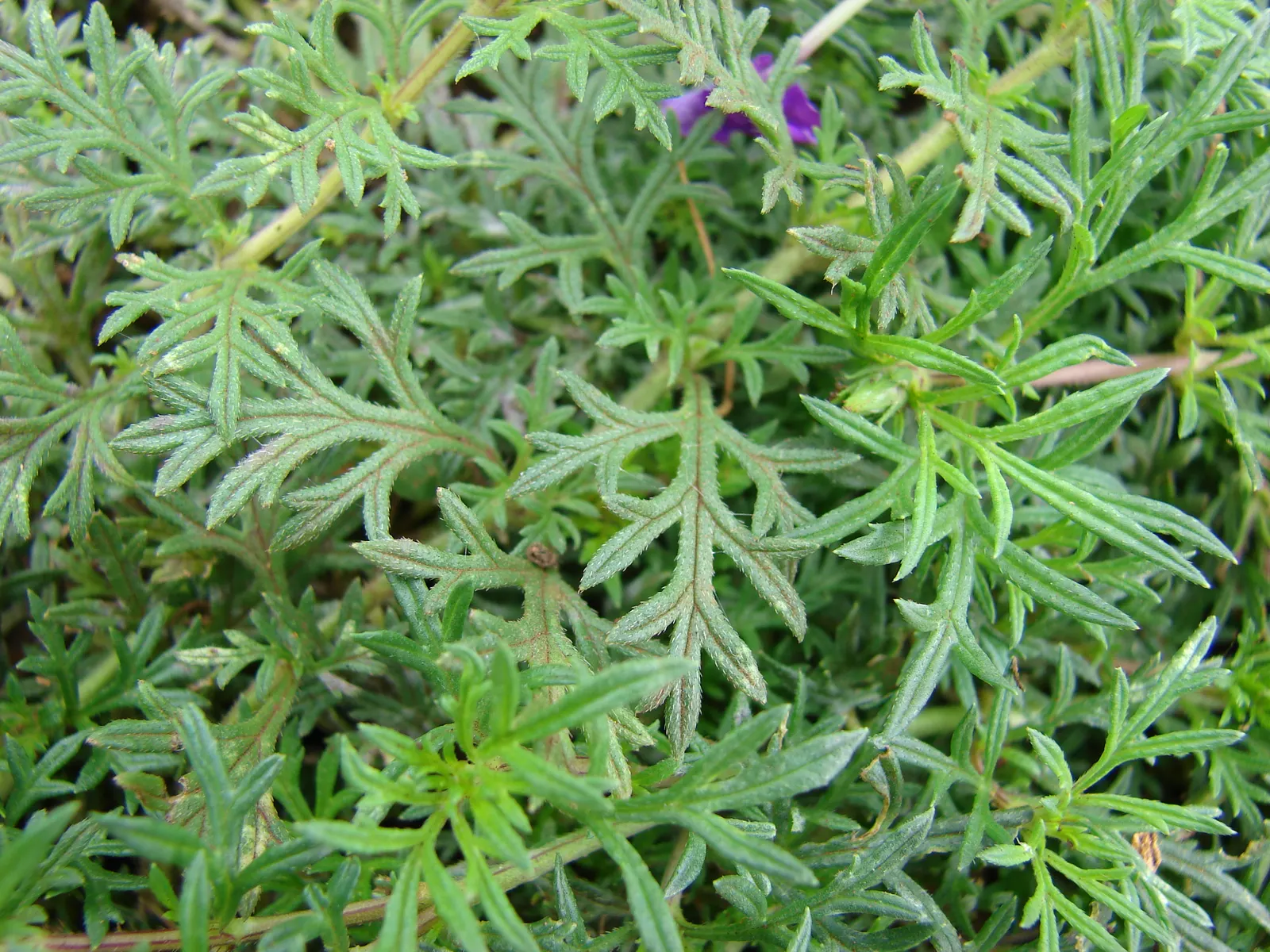 Moss Verbena (Verbena Tenuisecta) — making it a low-maintenance option for xeriscapes or areas with water restrictions