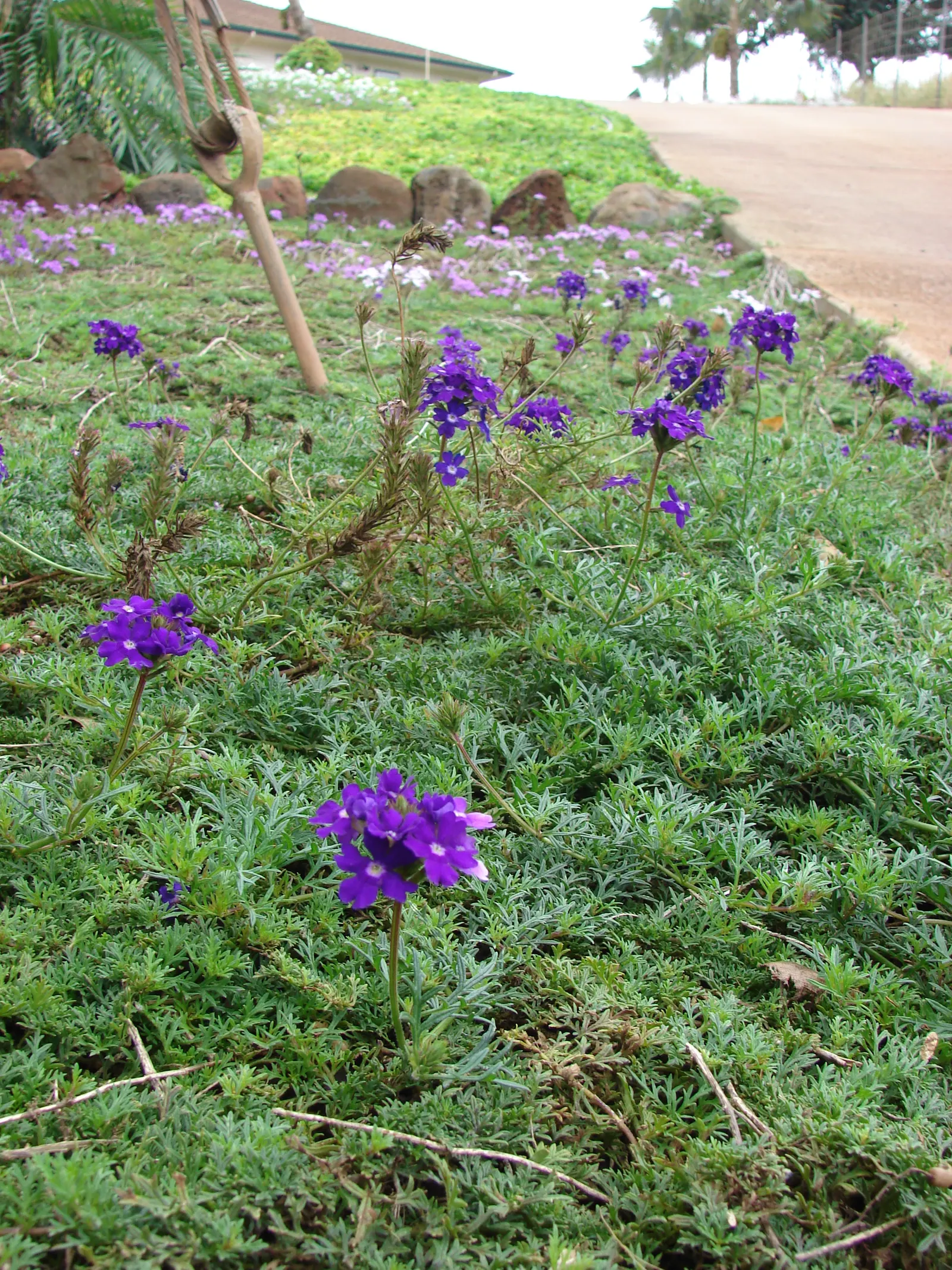 Moss Verbena (Verbena Tenuisecta) — deeply dissected leaves provide a lush
