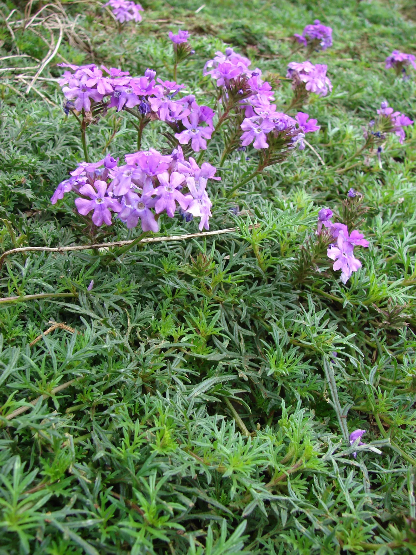 Moss Verbena (Verbena Tenuisecta) — Moss Verbena prefers well-draining soil and is relatively drought-tolerant once it's well-rooted