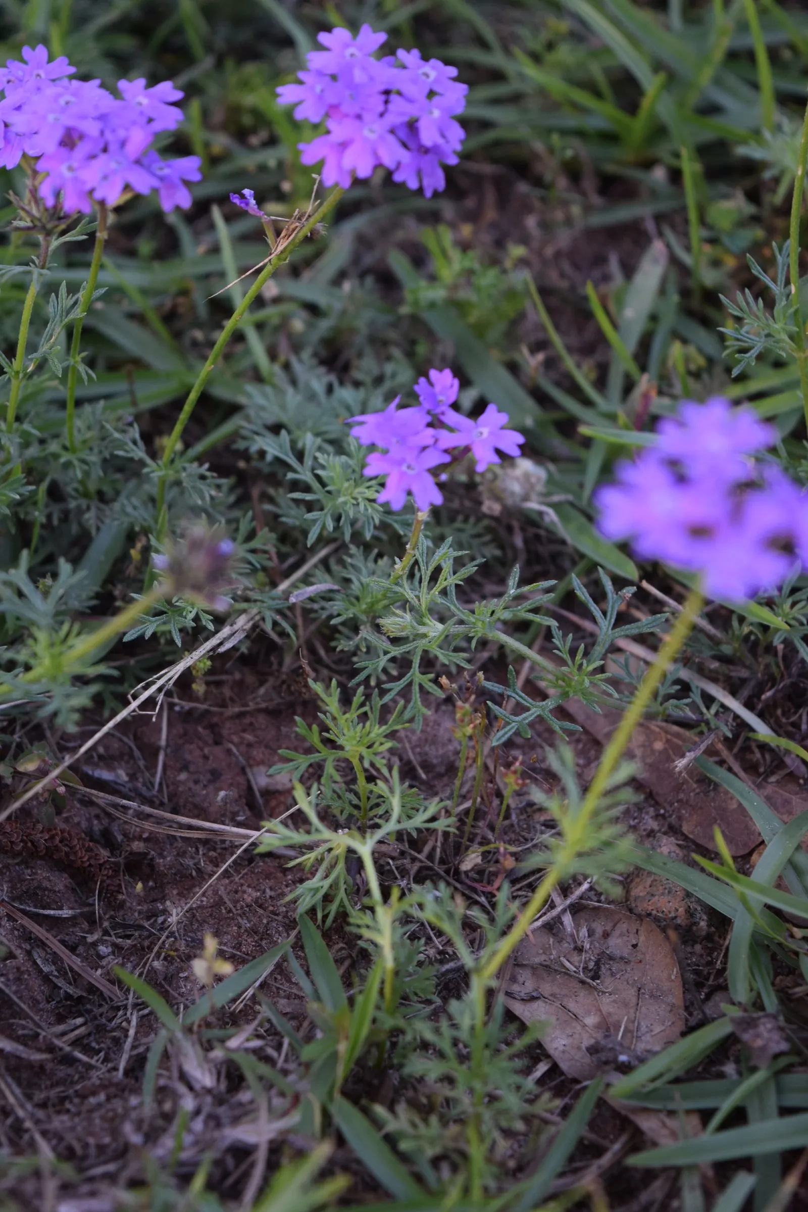 Moss Verbena (Verbena Tenuisecta) — with a spread that can extend up to 3 feet