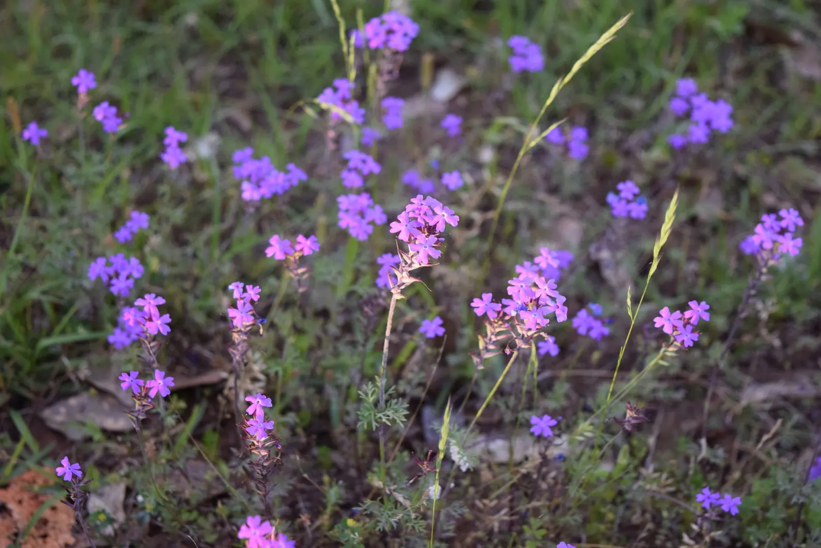 Moss Verbena (Verbena Tenuisecta) — Moss Verbena reaches a mature height of approximately 6 to 12 inches