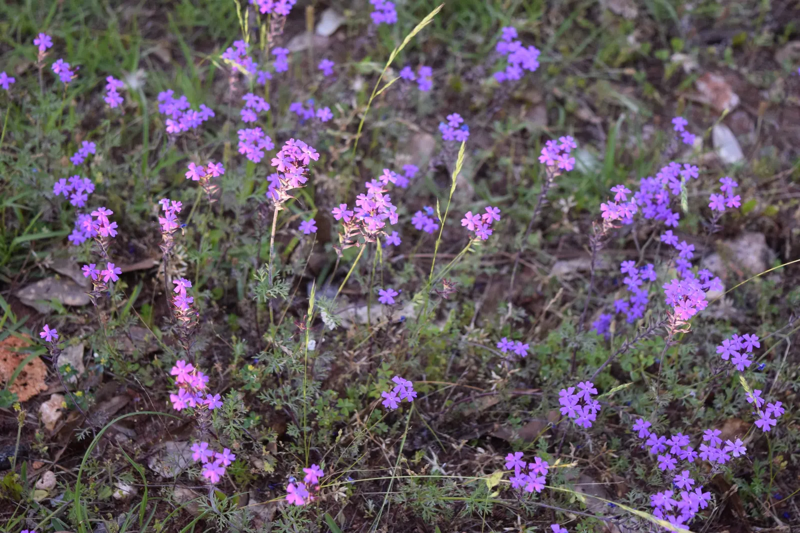 Moss Verbena (Verbena Tenuisecta) — These bloom clusters each measure about 3 inches across and attract a host of pollinators