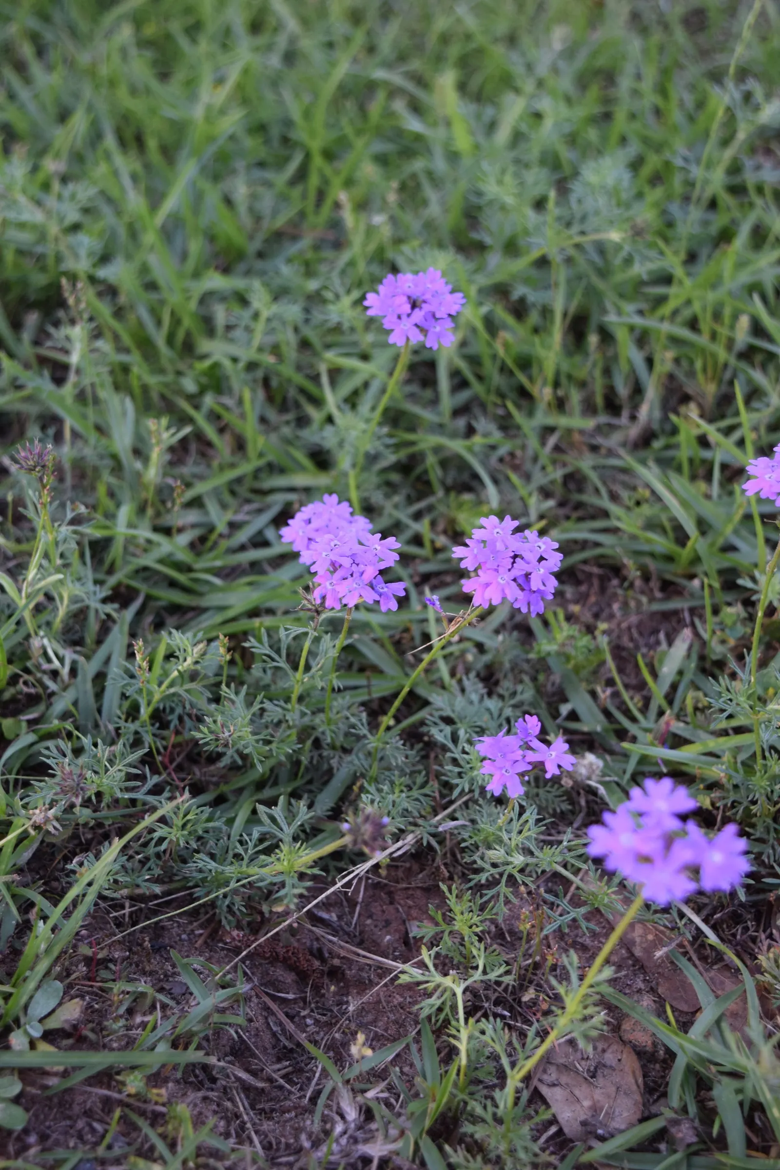 Moss Verbena (Verbena Tenuisecta) — Moss Verbena (Verbena tenuisecta) is a perennial groundcover flourishing in full sun