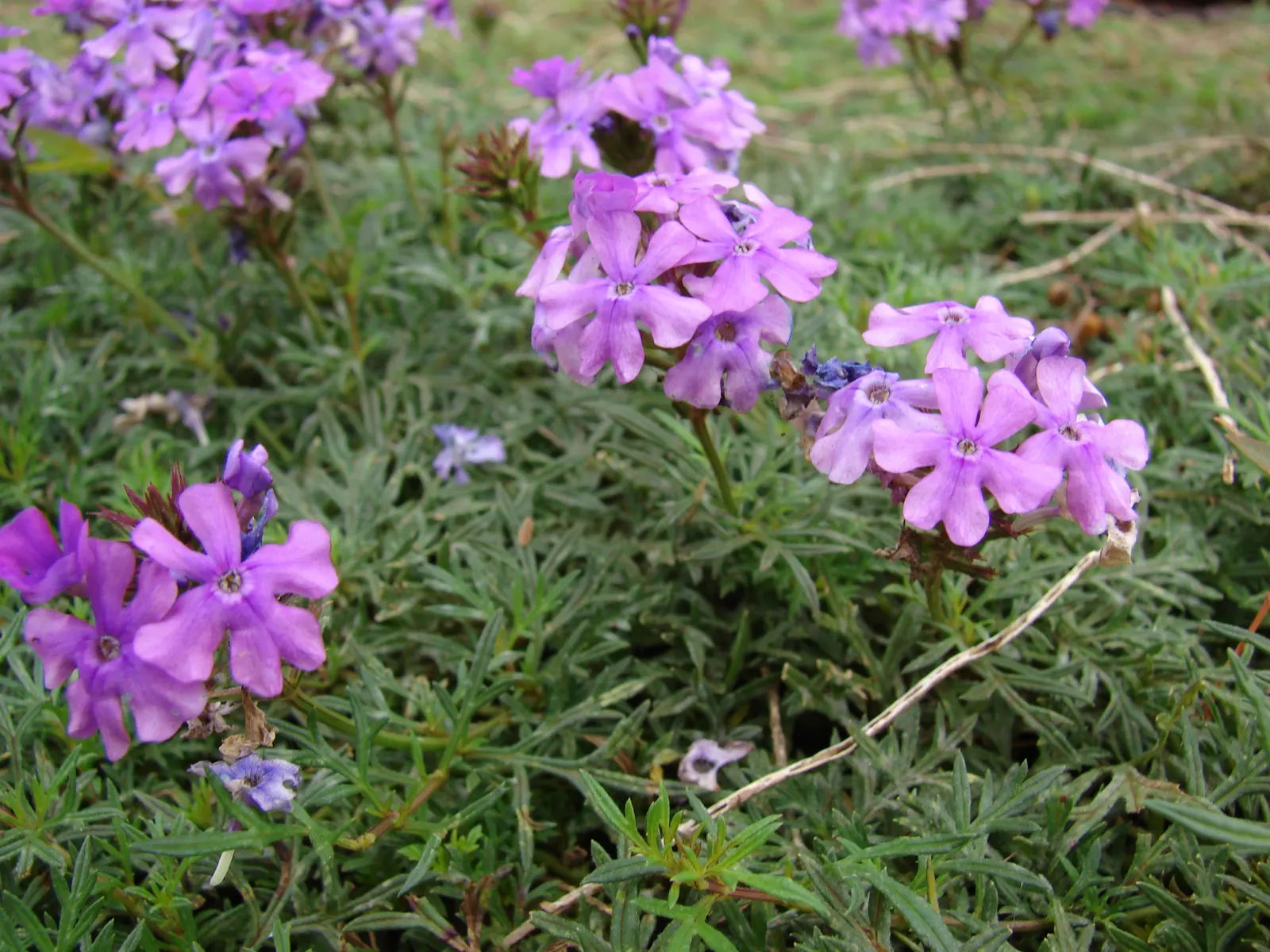 Moss Verbena (Verbena Tenuisecta) — Ideal for rock gardens, borders, or as a colorful blanket over sunny slopes