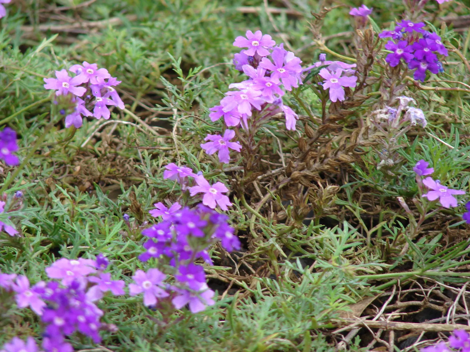Moss Verbena (Verbena Tenuisecta) — Moss Verbena bursts into a kaleidoscope of color