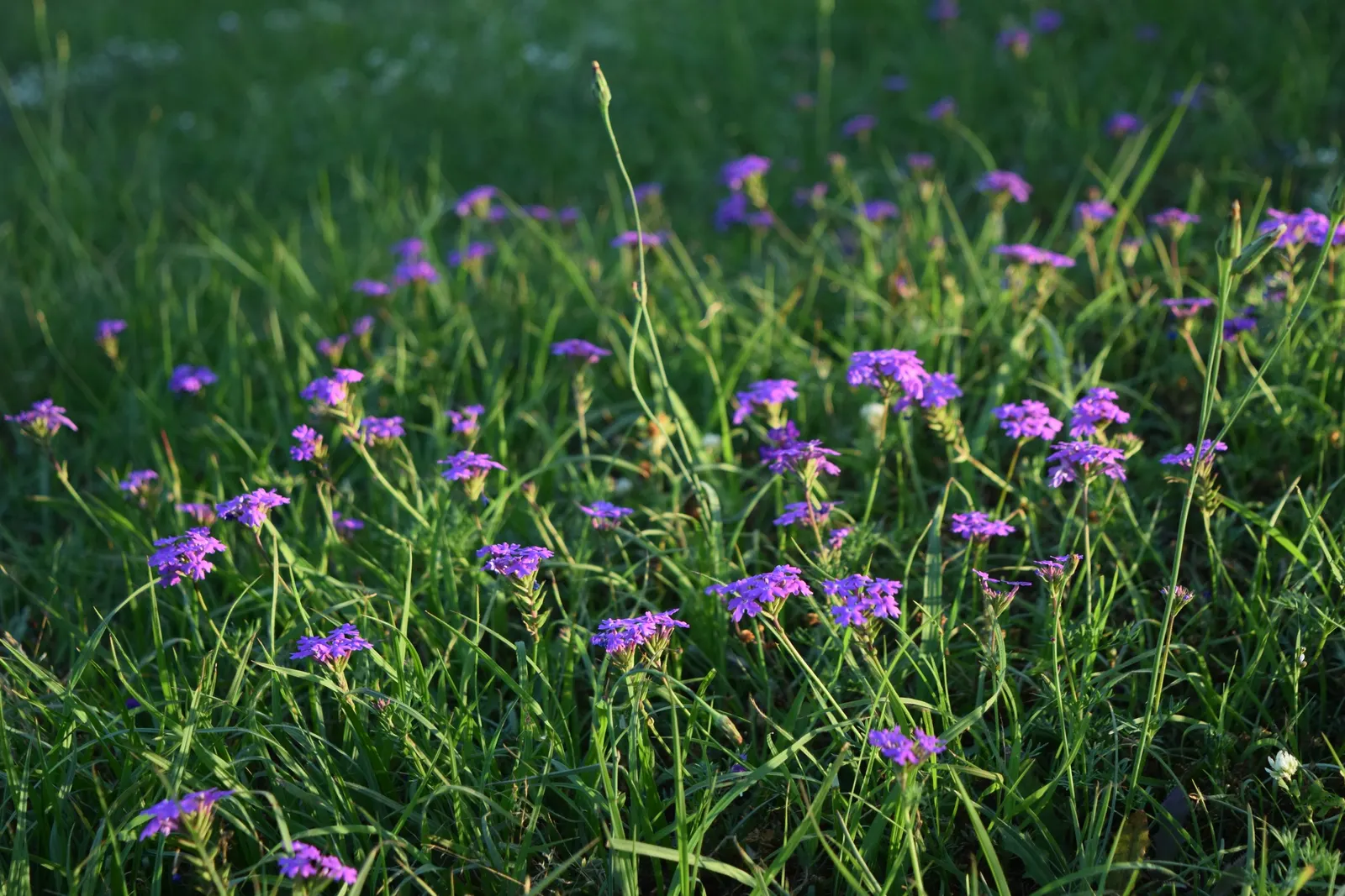 Moss Verbena (Verbena Tenuisecta) — Its sprawling habit ensures excellent coverage over time