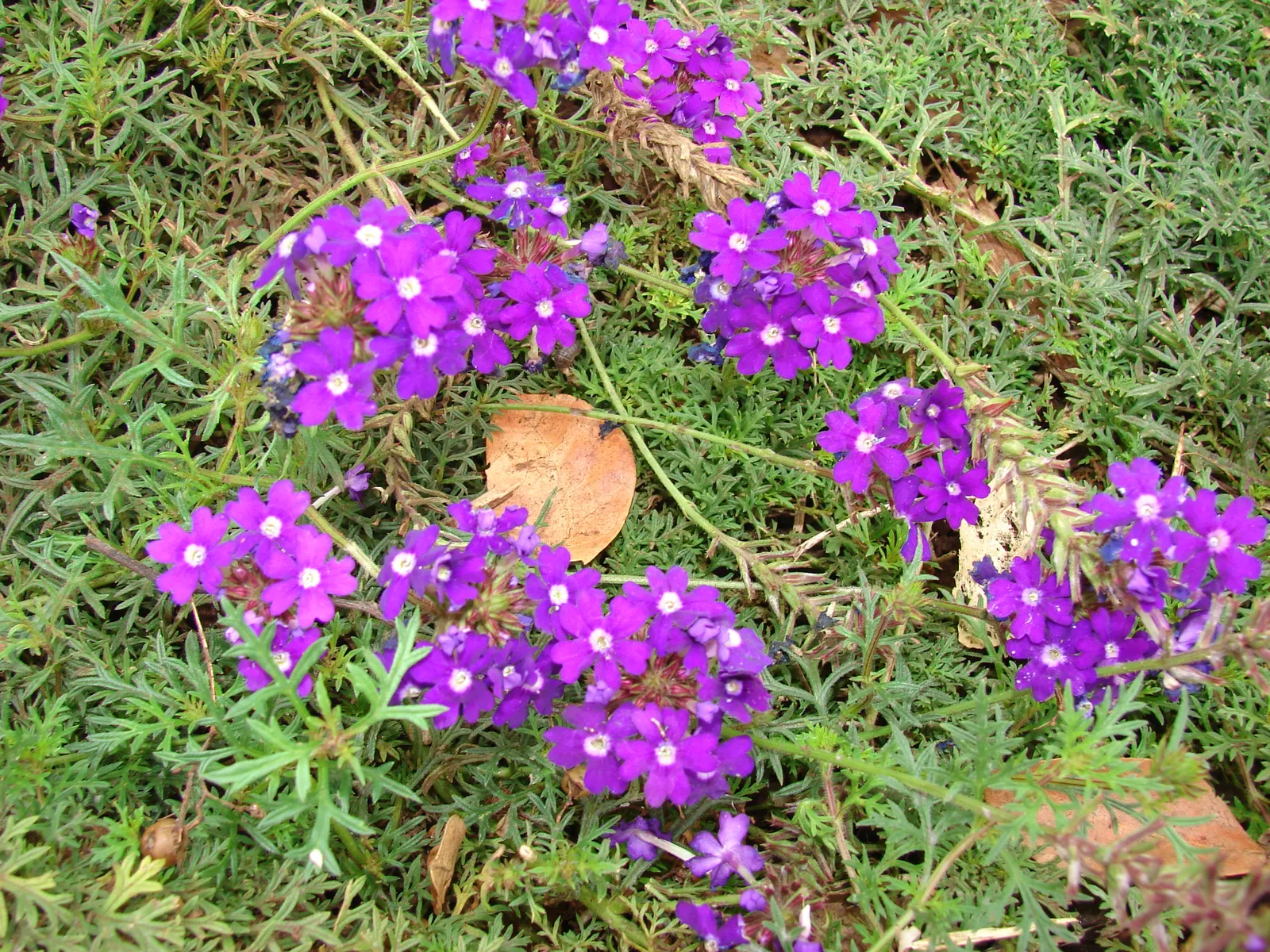 Moss Verbena (Verbena Tenuisecta) — prized for its vigorous spreading habit and fragrant