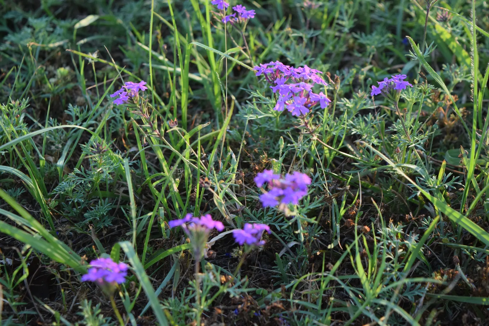 Moss Verbena (Verbena Tenuisecta) — including butterflies and bees