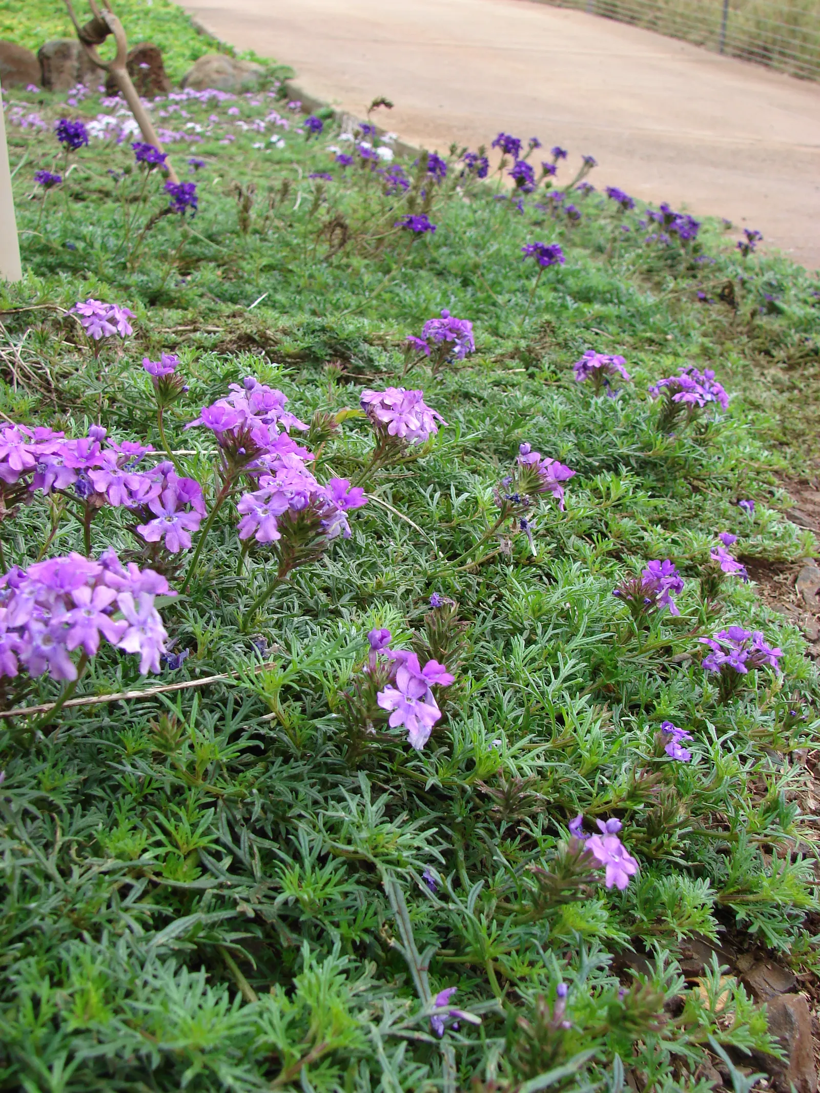 Moss Verbena (Verbena Tenuisecta) — Moss Verbena (Verbena tenuisecta) is an enchanting groundcover