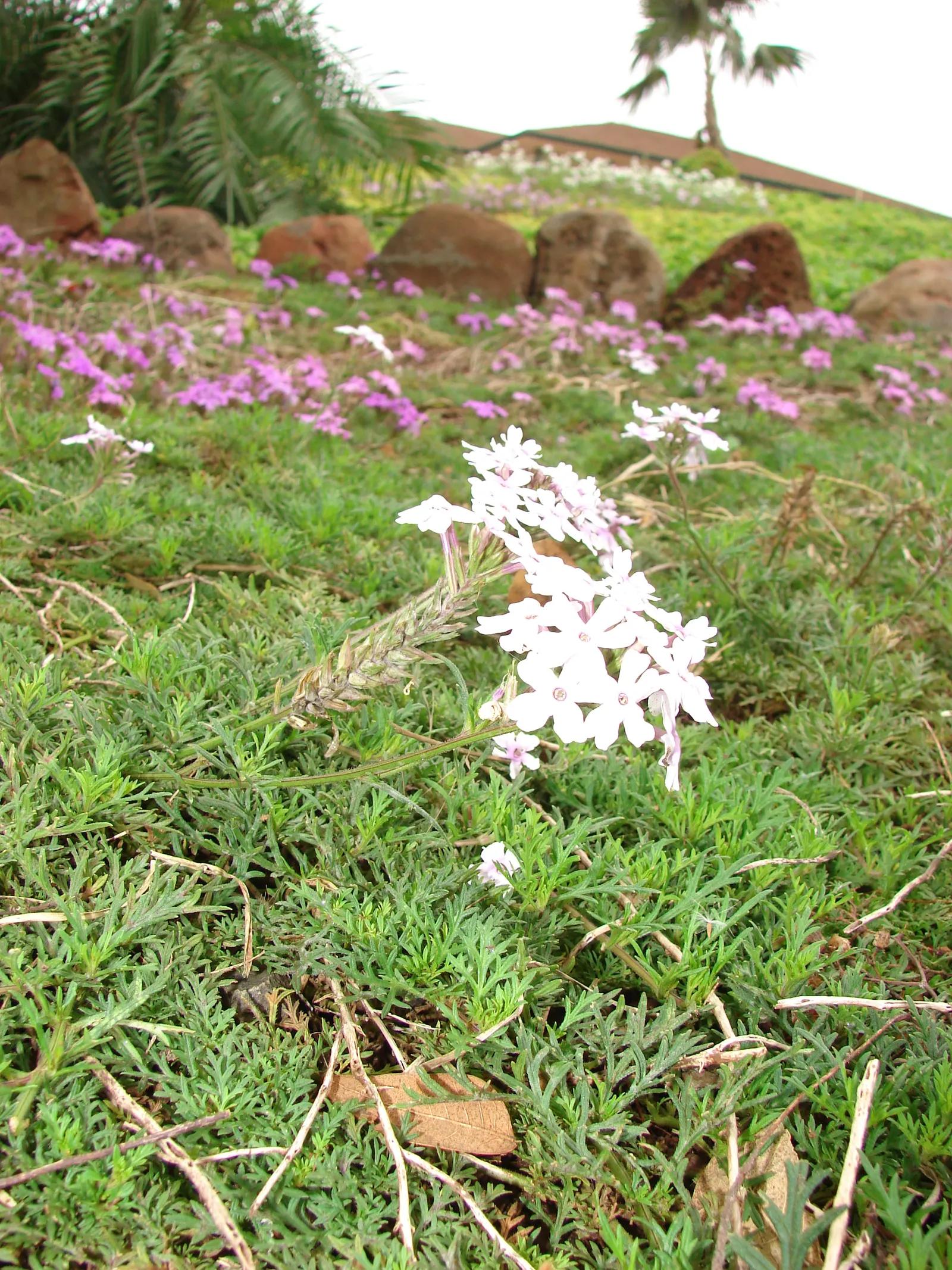 Moss Verbena (Verbena Tenuisecta) — such as retaining walls or walkways