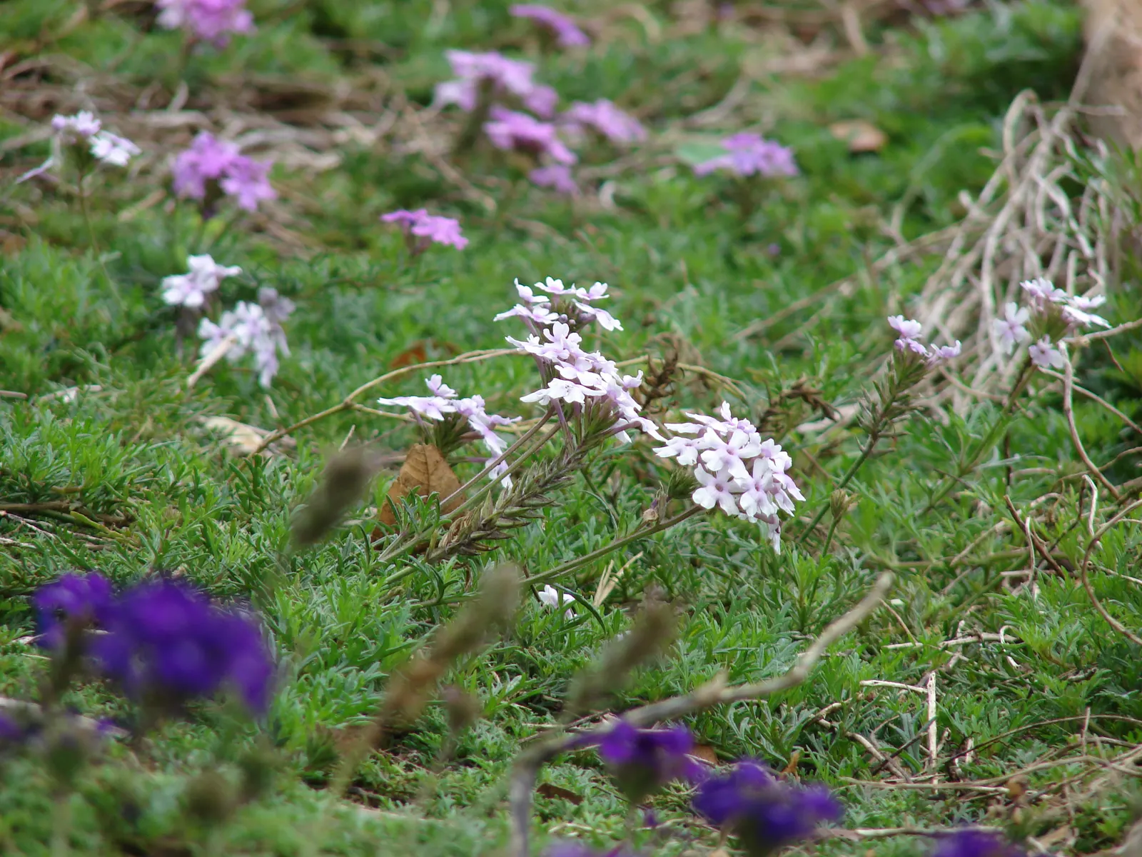Moss Verbena (Verbena Tenuisecta) — Drought-tolerant once established, it reaches up to 12 inches high and spreads 2-3 feet wide