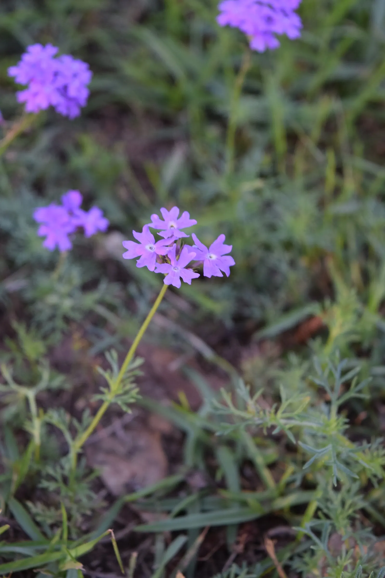 Moss Verbena (Verbena Tenuisecta) — This hardy perennial thrives in USDA zones 7 through 11, making it a versatile choice for many landscapes