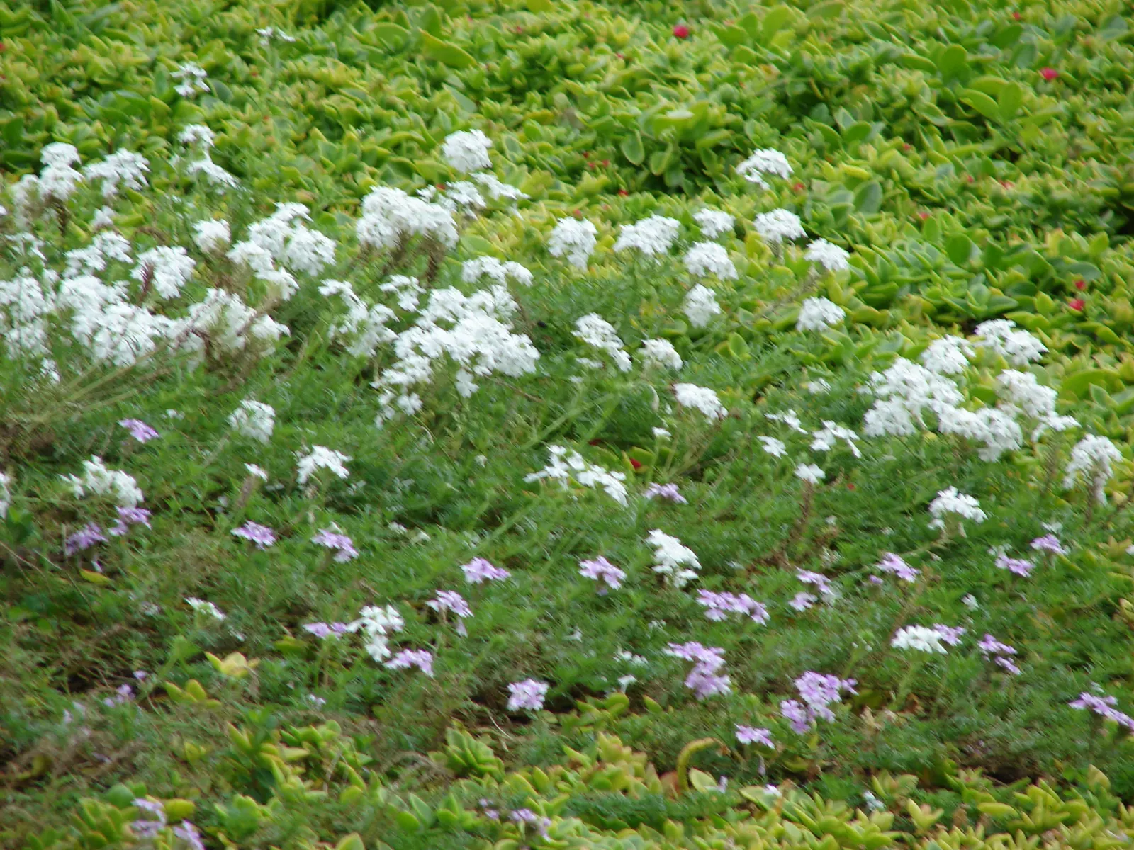 Moss Verbena (Verbena Tenuisecta) — Moss Verbena will undoubtedly infuse dynamism and color into any landscape design