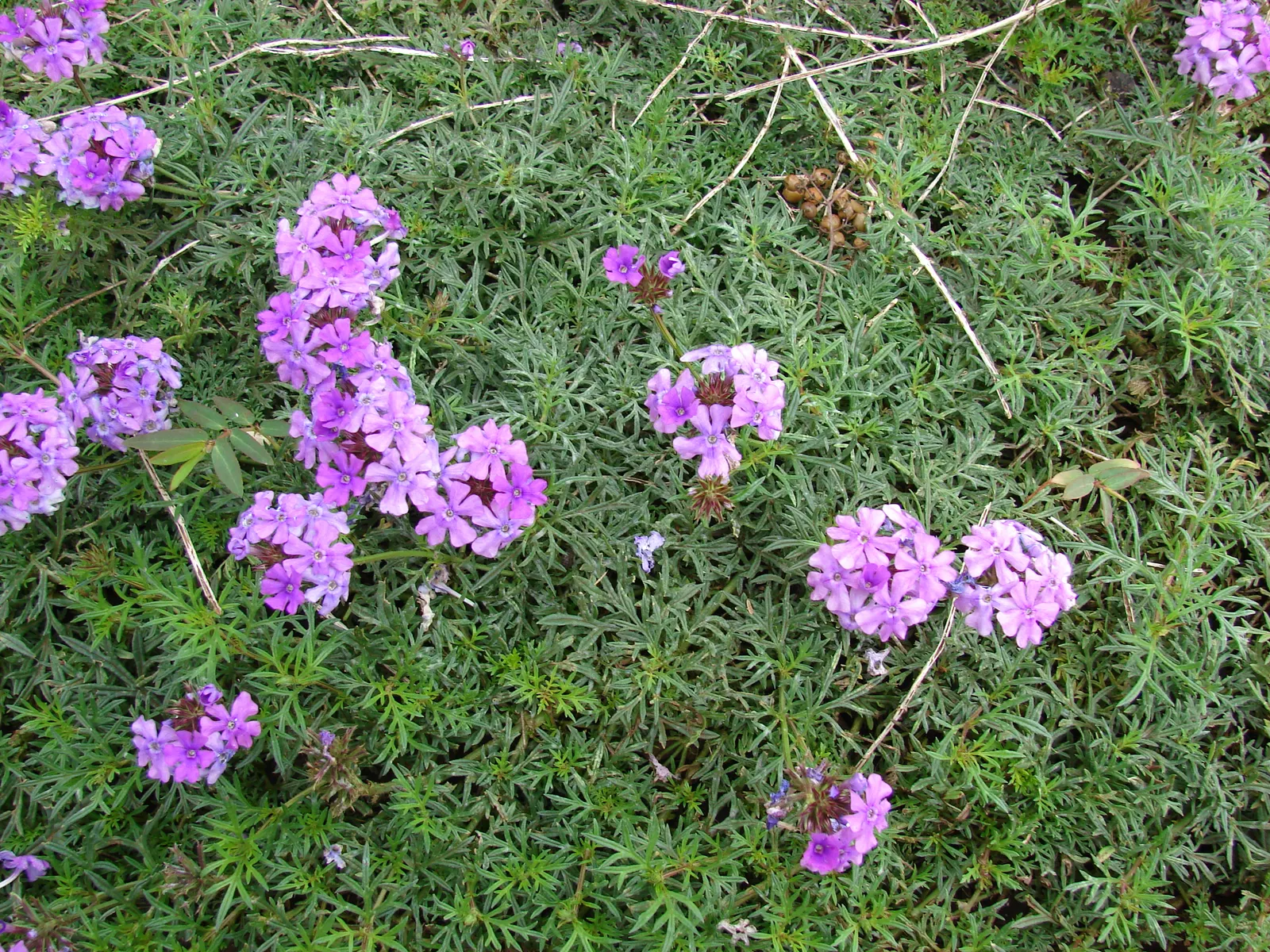 Moss Verbena (Verbena Tenuisecta) — with blossoms typically showcasing shades of purple