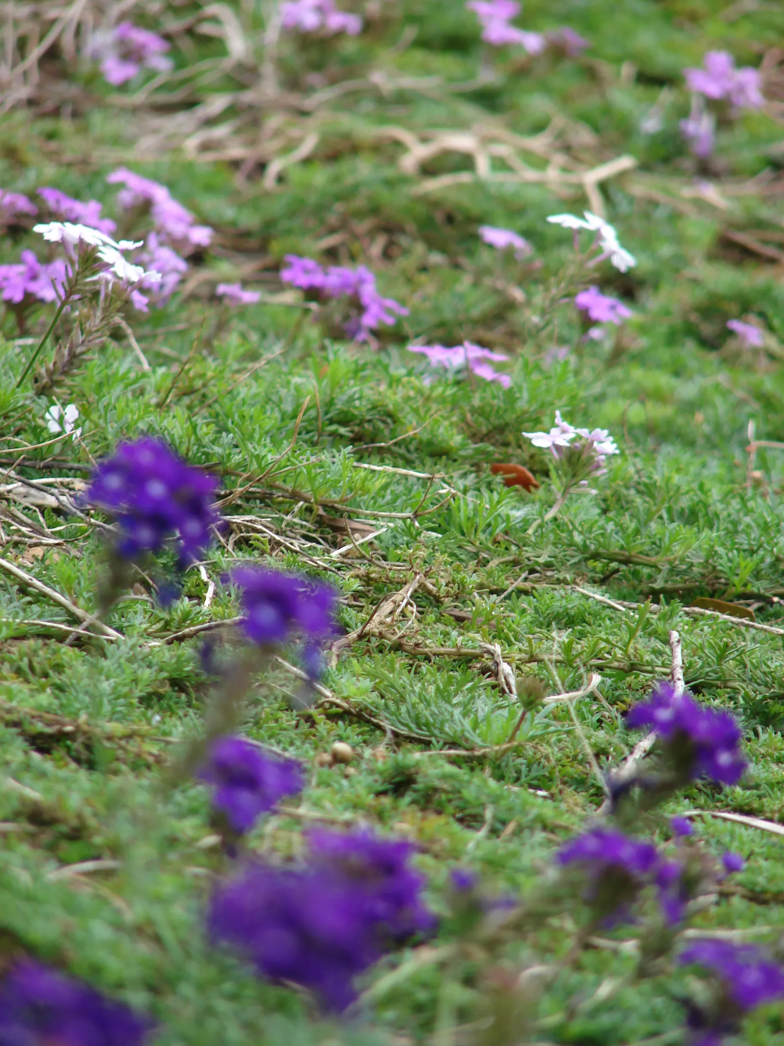 Moss Verbena (Verbena Tenuisecta) — from late spring to early fall