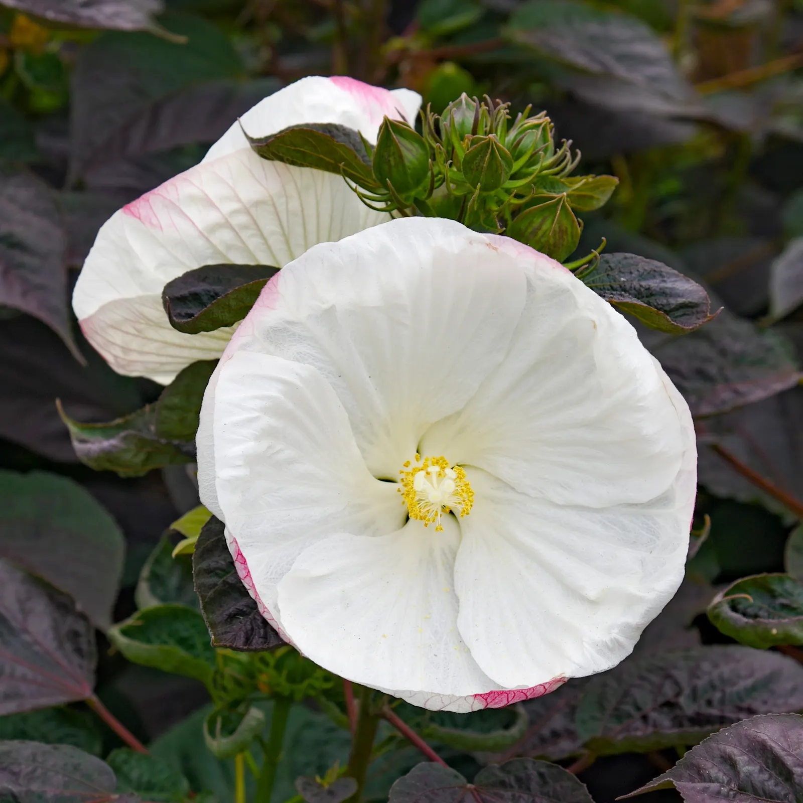 'Cookies and Cream' Rose Mallow (Hibiscus hybrid) — It matures 30-36 inches tall and spreads 42-48 inches wide
