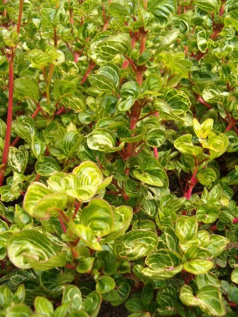 Bloodleaf (Iresine Herbstii) — regular watering to keep the soil evenly moist - without being waterlogged - is crucial; it flourishes in full sun, image 78