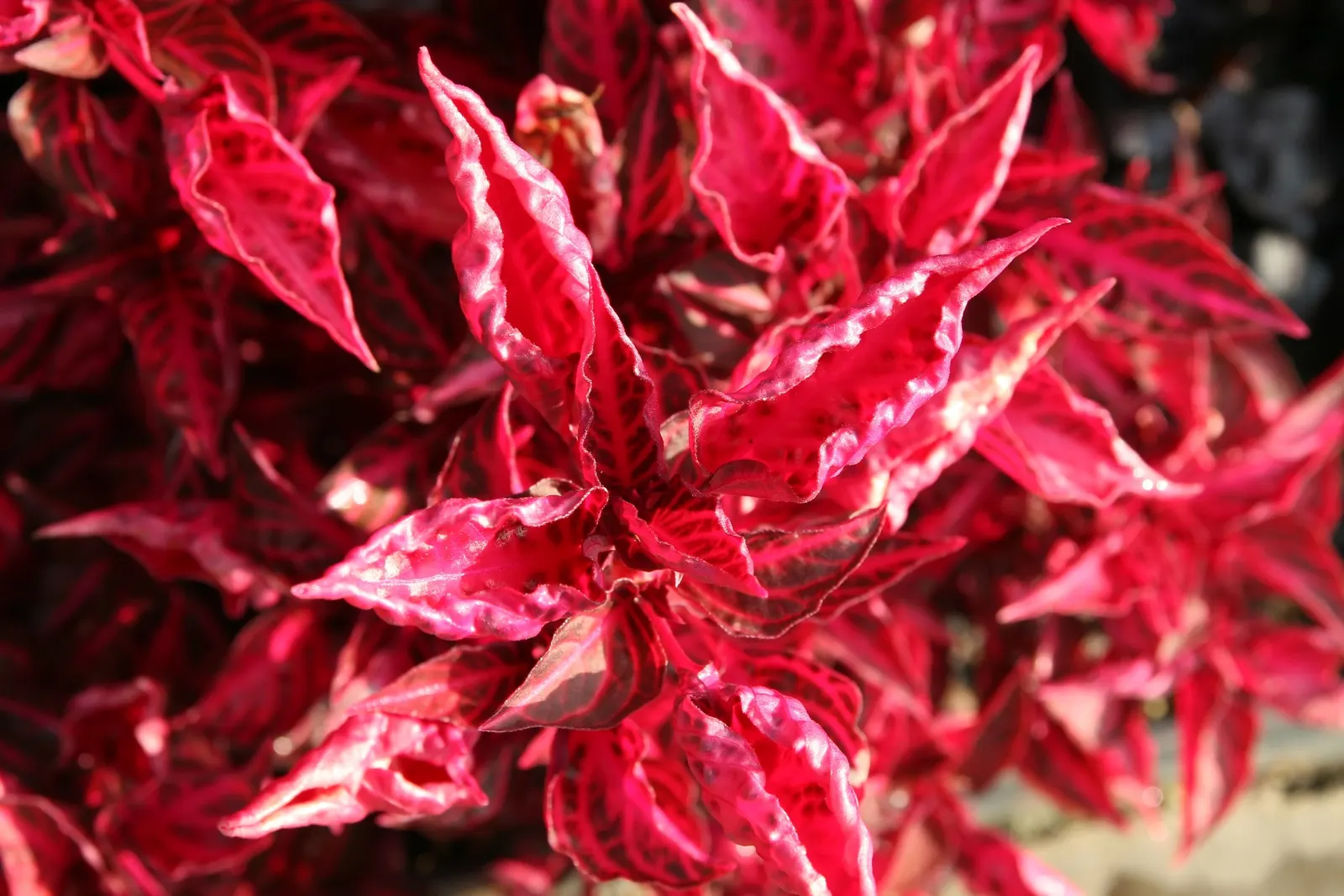 Bloodleaf (Iresine Herbstii) — <br><br>Iresine herbstii thrives in USDA hardiness zones 10-11, image 68
