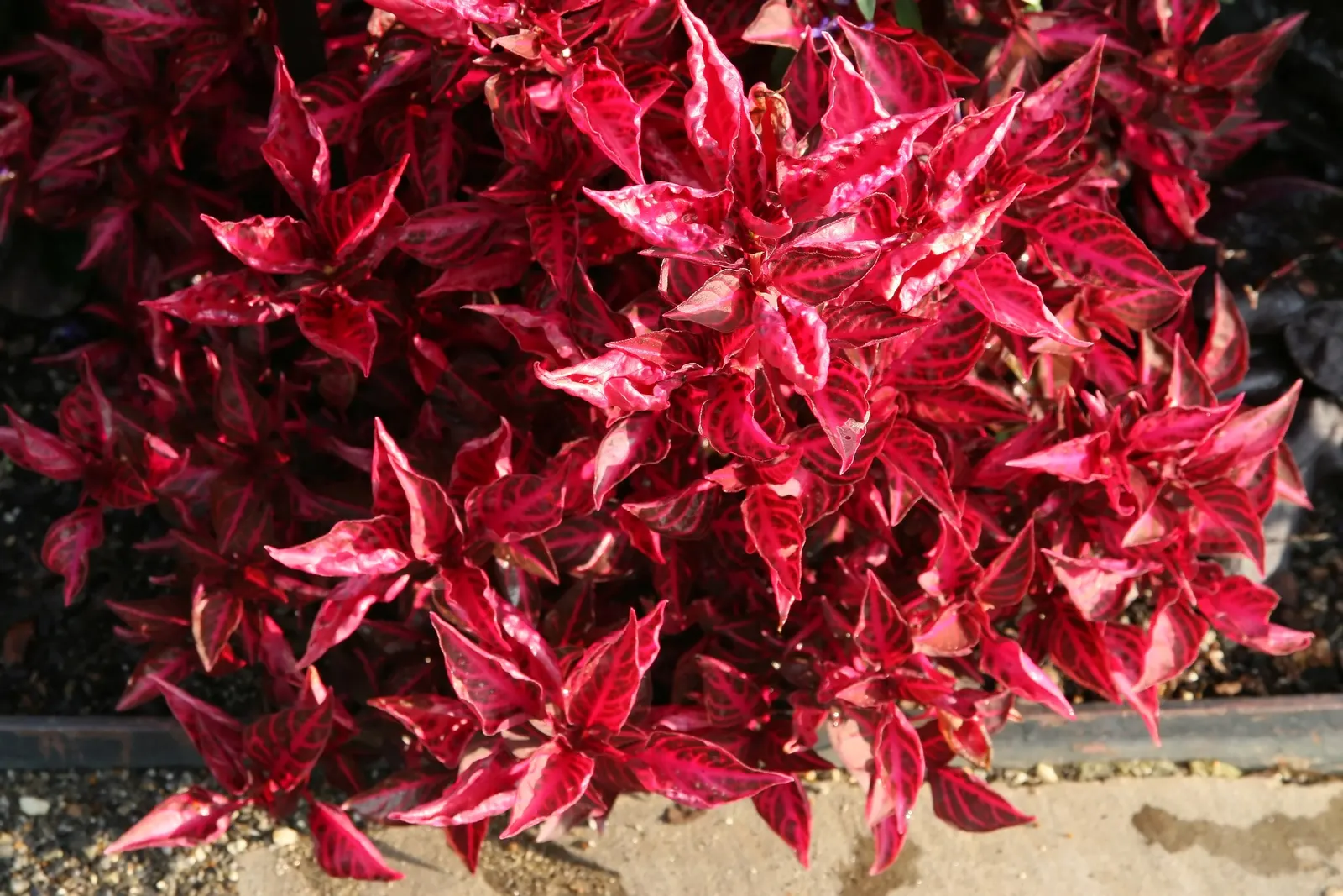 Bloodleaf (Iresine Herbstii) — or it may be cultivated as an annual in cooler regions