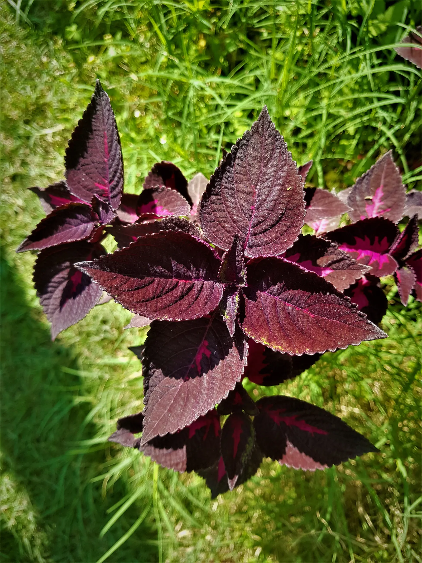 Bloodleaf (Iresine Herbstii) — Bloodleaf (Iresine herbstii) is a vivid perennial, cherished for its striking red to purple foliage; reaching a, image 82