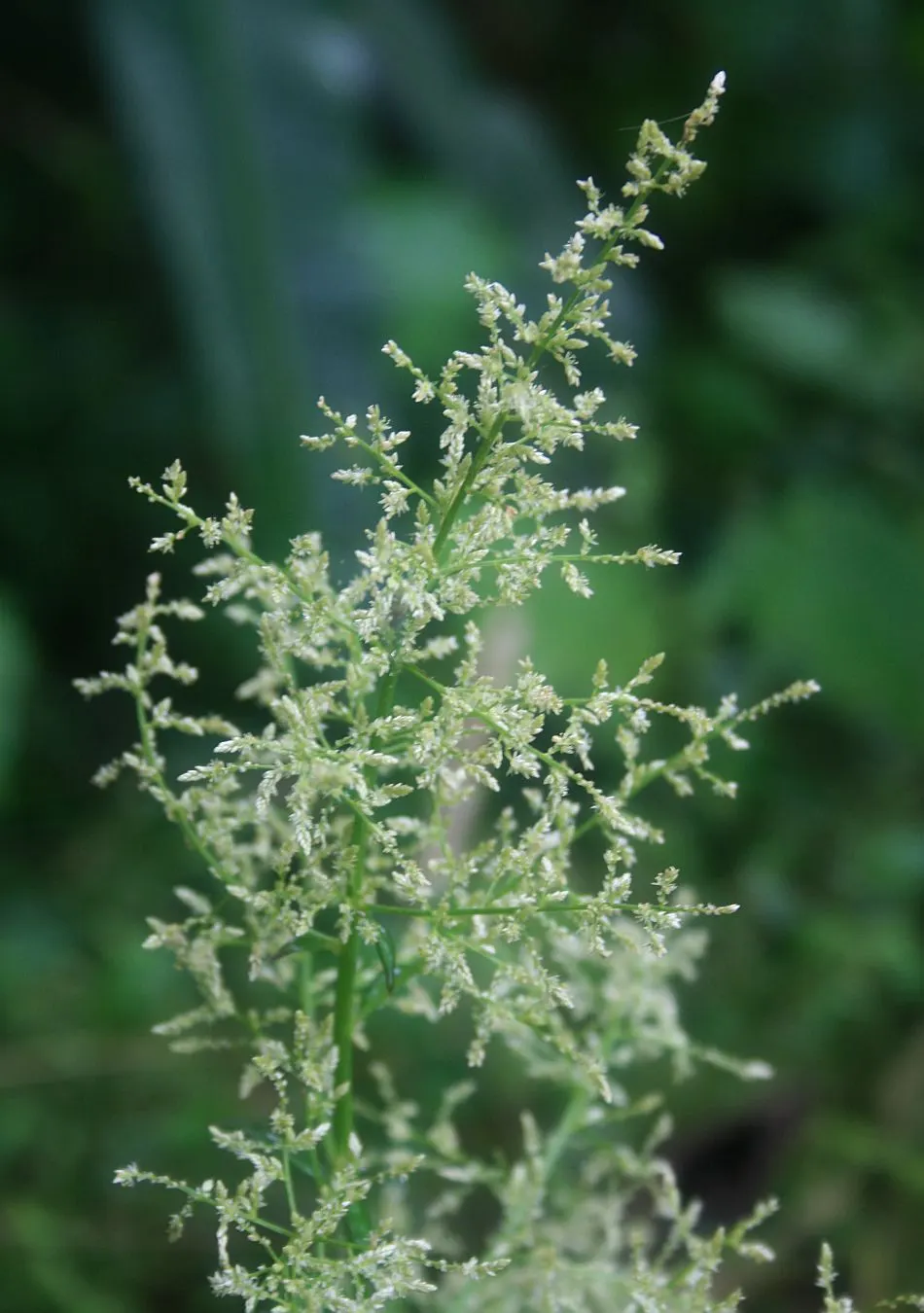 Bloodleaf (Iresine Herbstii) — commonly known as Bloodleaf; it requires well-drained soil and regular watering, image 90