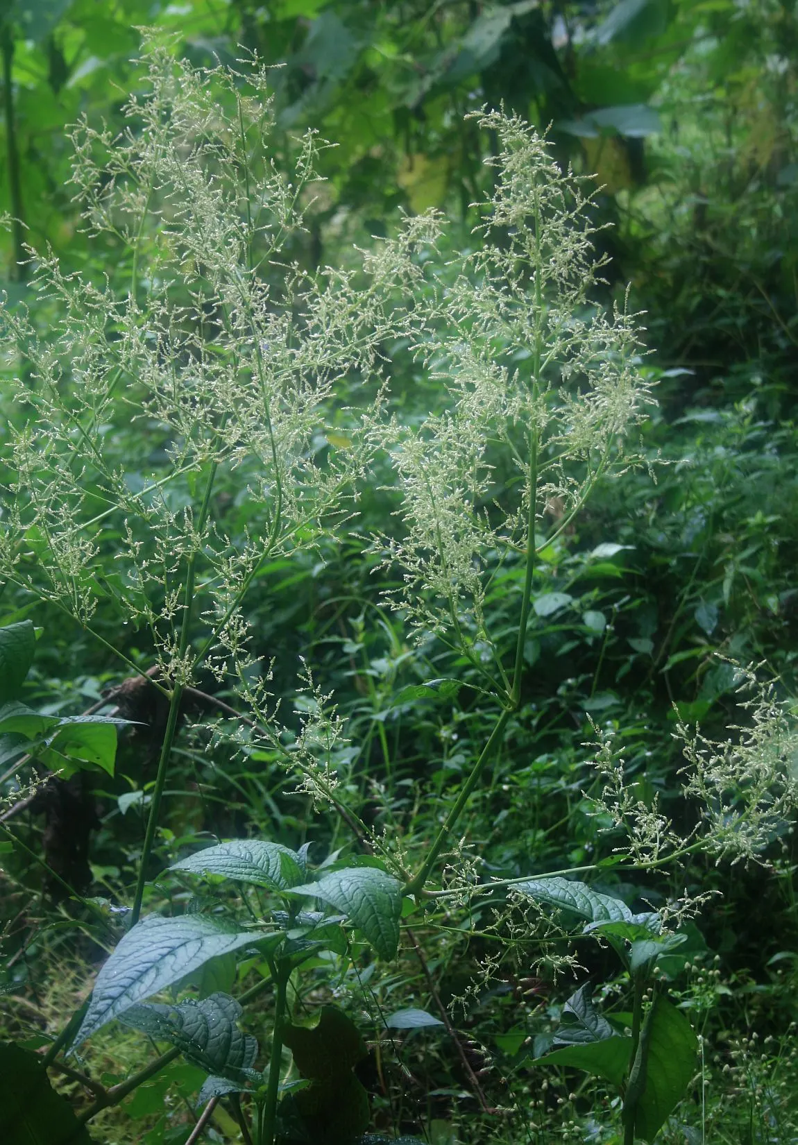 Bloodleaf (Iresine Herbstii) — the Bloodleaf stands about 12 to 18 inches tall and can spread 12 to 24 inches wide; shrubby form can provide a dramatic display