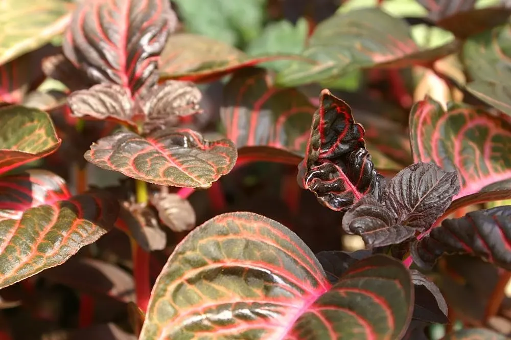 Bloodleaf (Iresine Herbstii) — Introducing the striking Iresine herbstii; drawing eyes with its bold color and luxuriant presence
