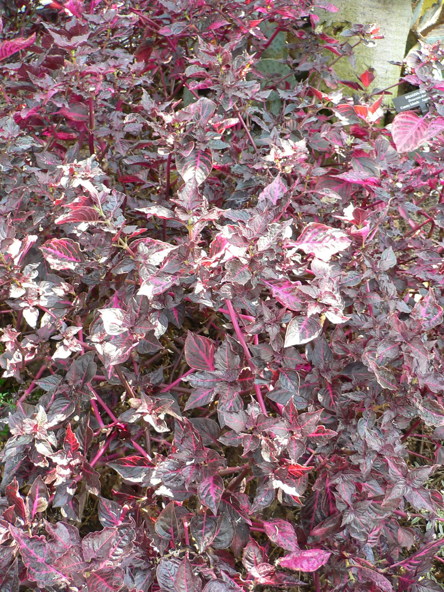 Bloodleaf (Iresine Herbstii) — regular watering to keep the soil evenly moist - without being waterlogged - is crucial; it flourishes in full sun to partial